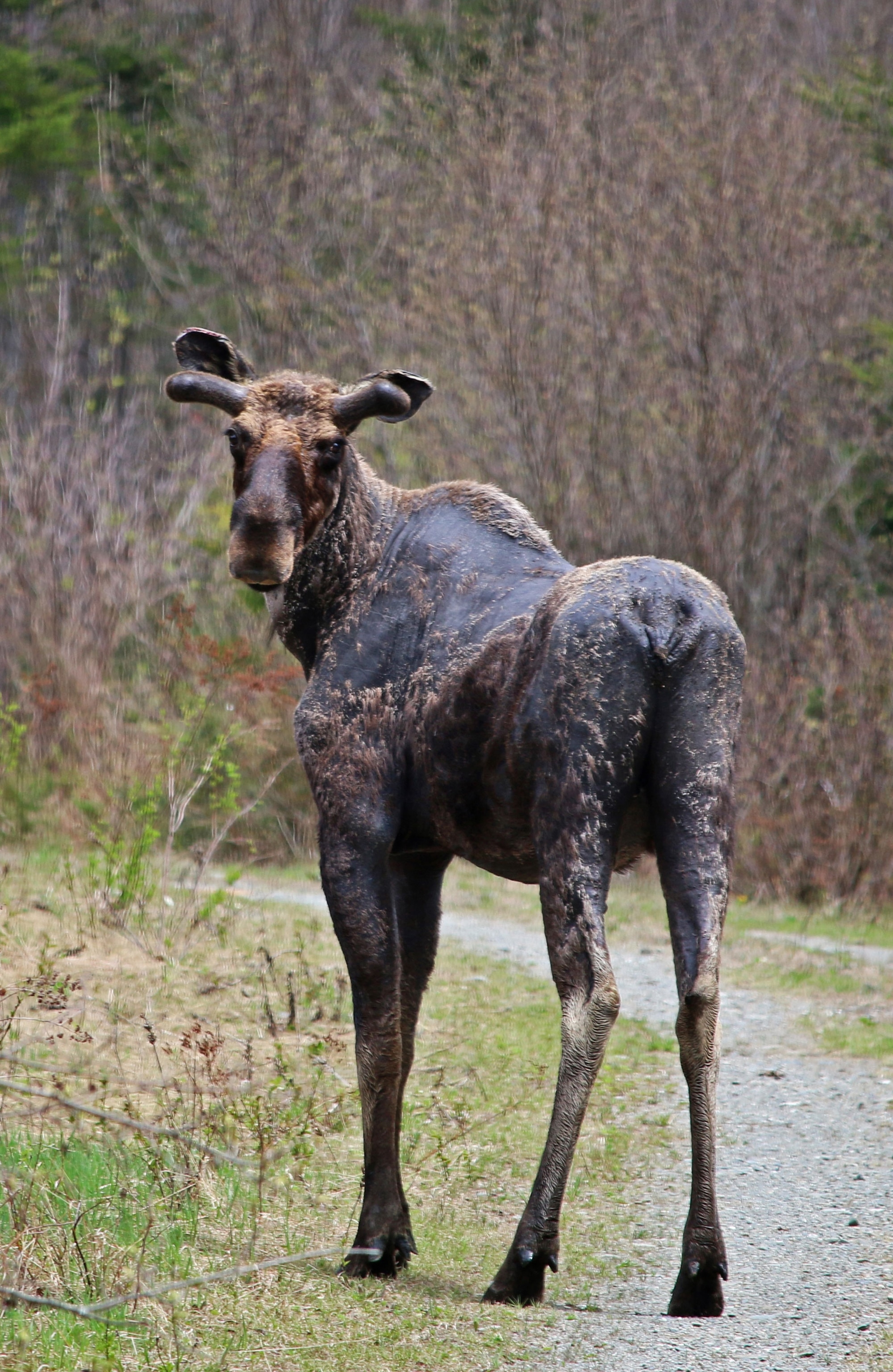 a moose on a logging road in Maine