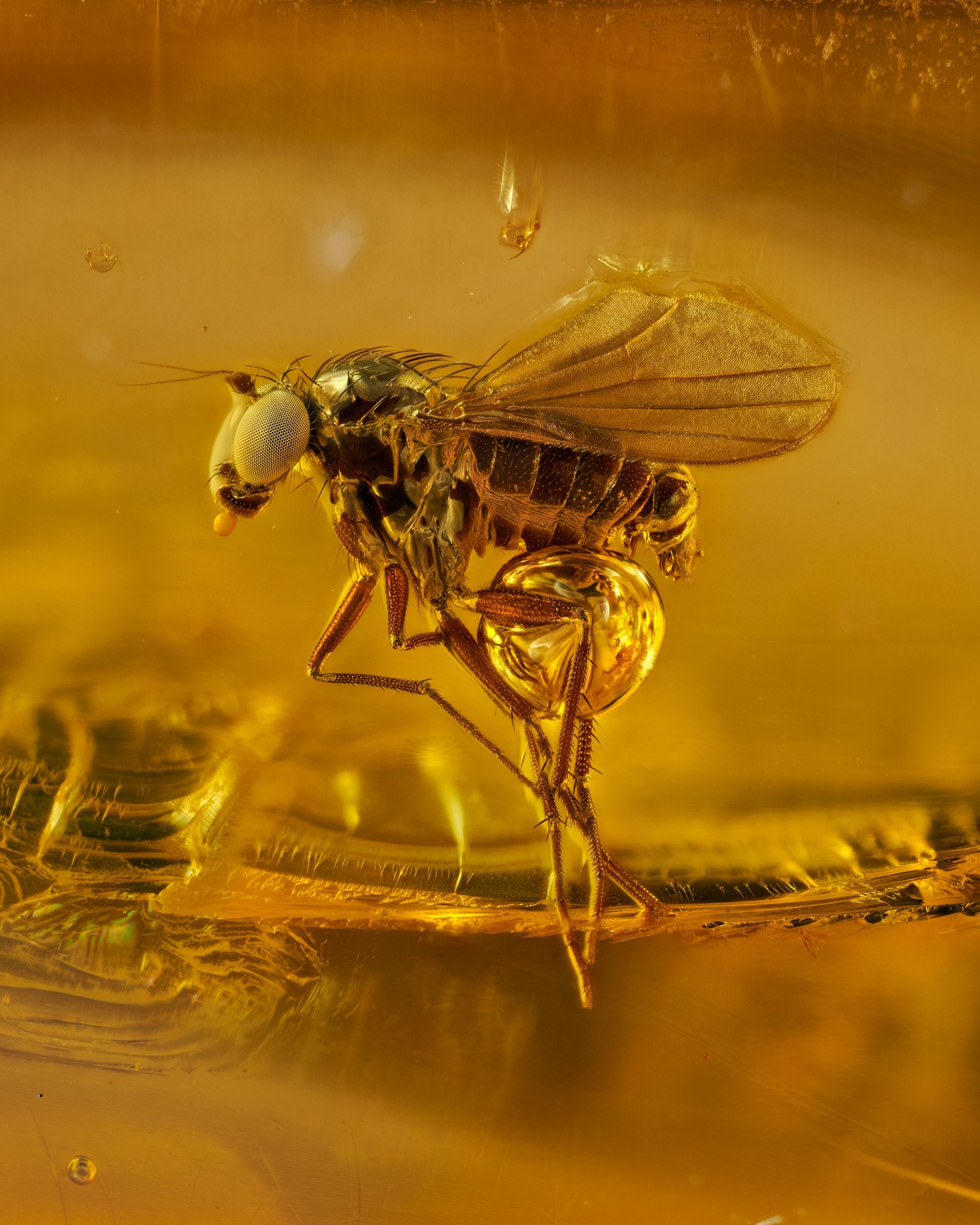 Microscopic image of a 40 million year old gnat in amber