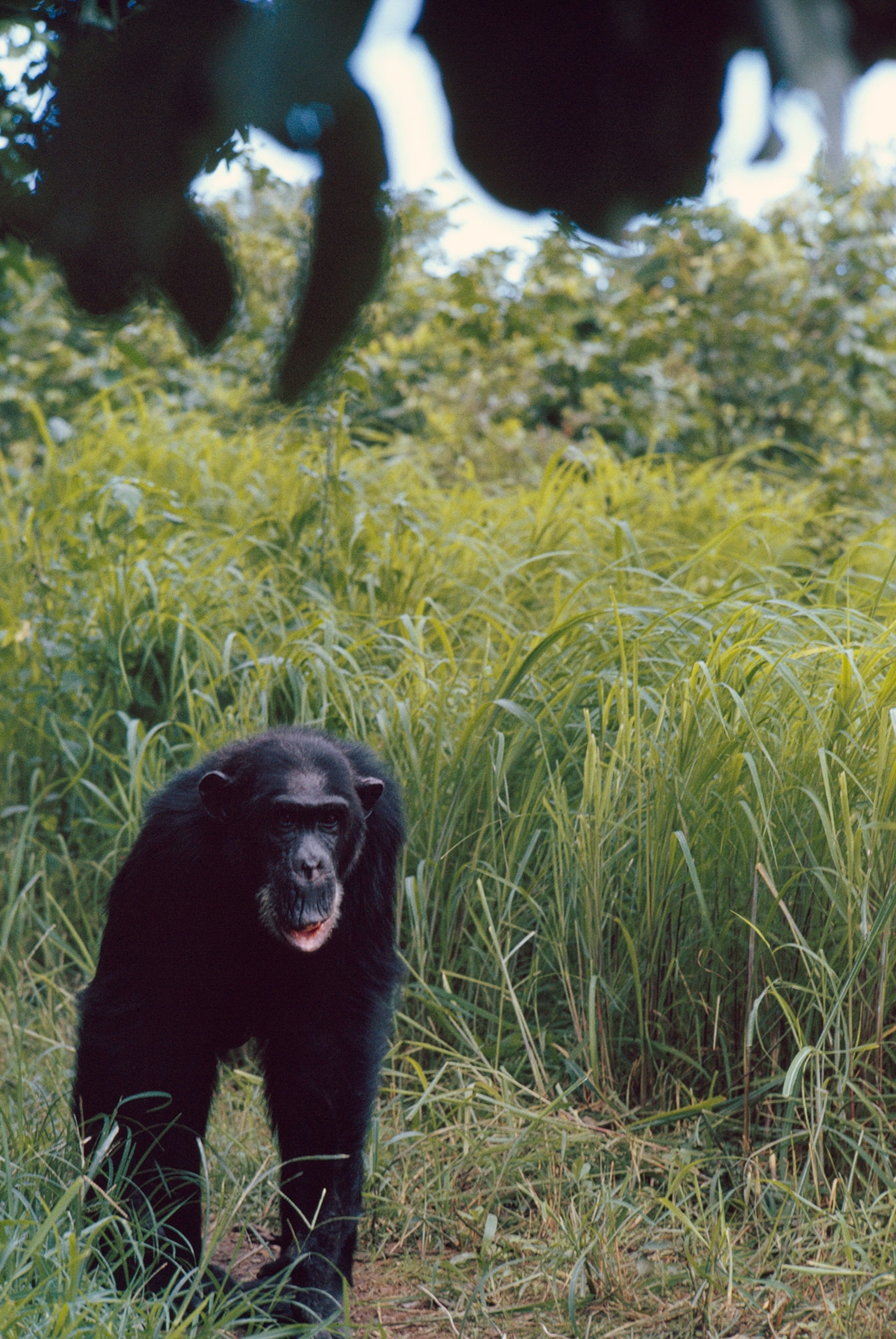 a chimpanzee in tall grass