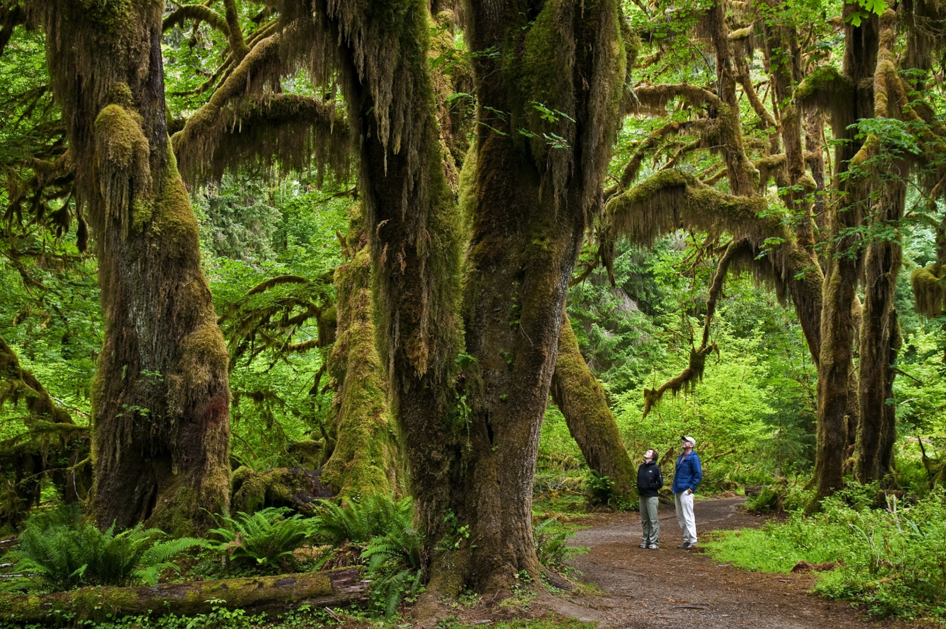 hikers in Hoh Rainforest, Olympic National Park, Washington