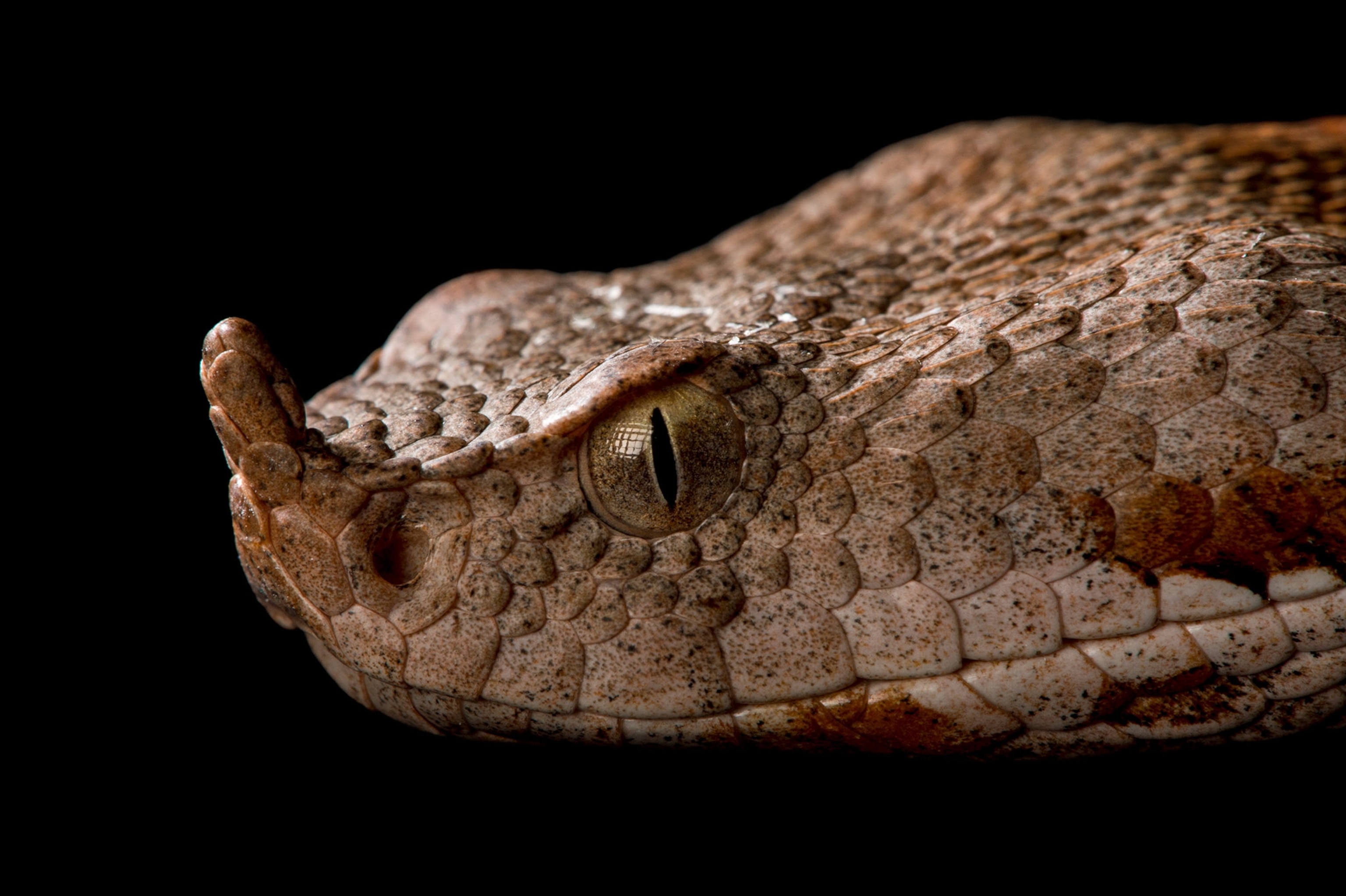 snake