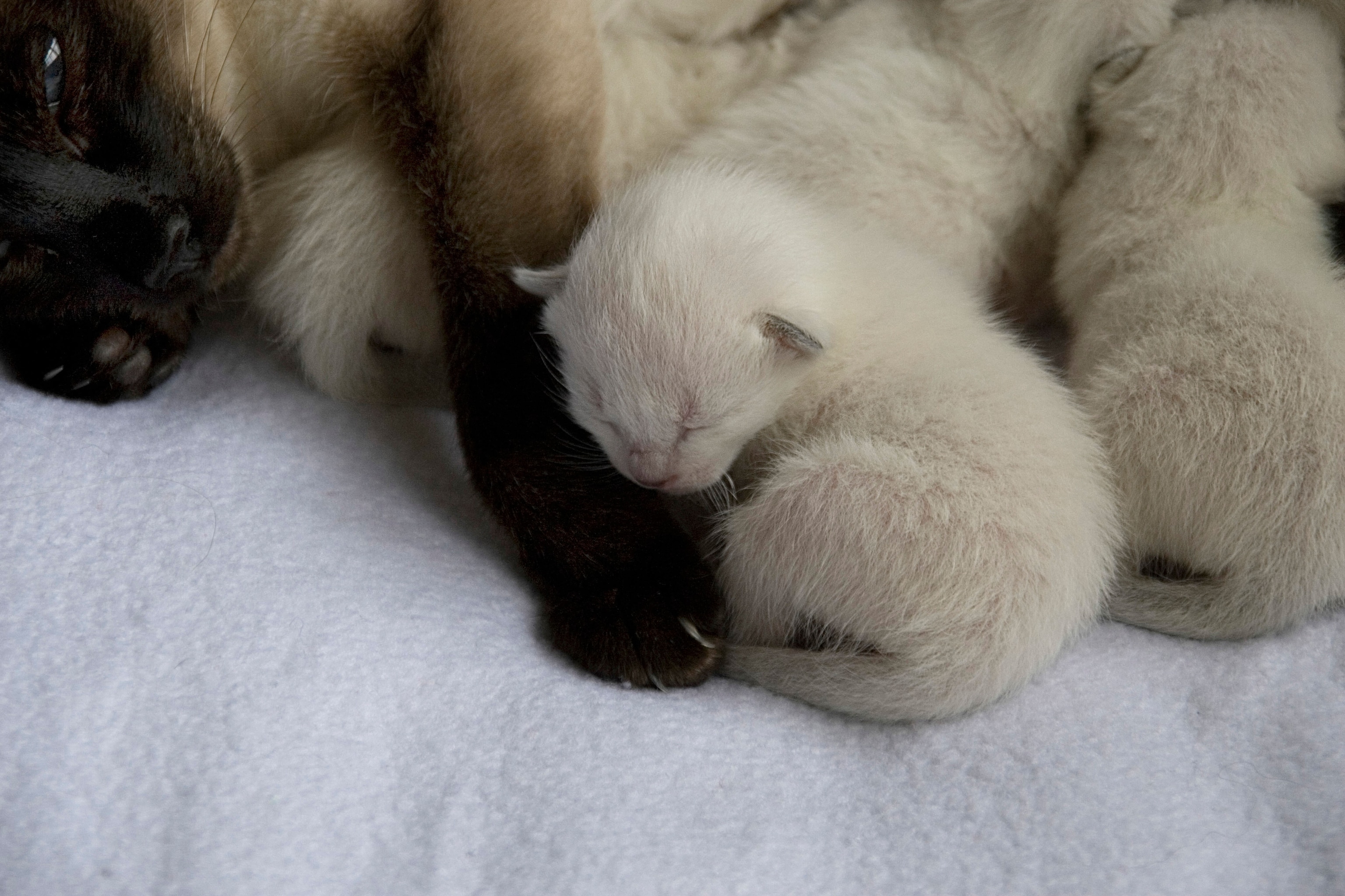 Siamese seal point kittens with mother. The kittens appear white.