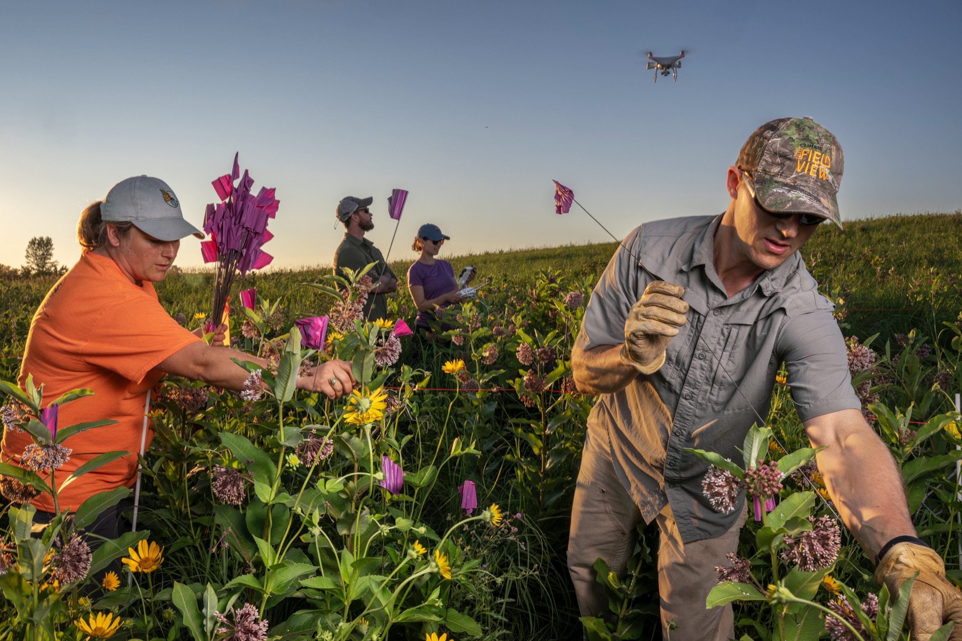Two persons on foreground flagging milkweed stems, and two other flying drone on the background.