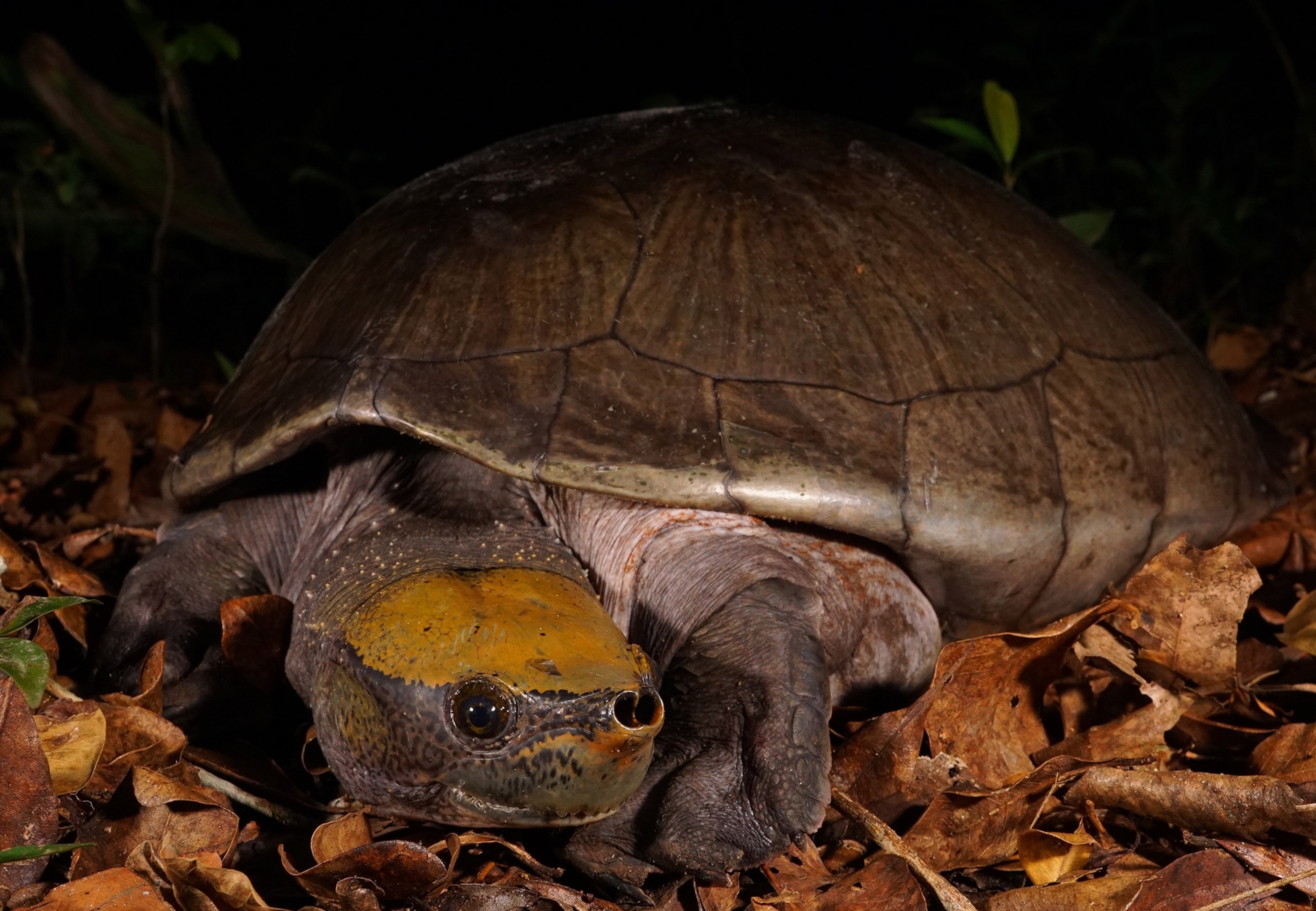 Turtle surrounded by leaves