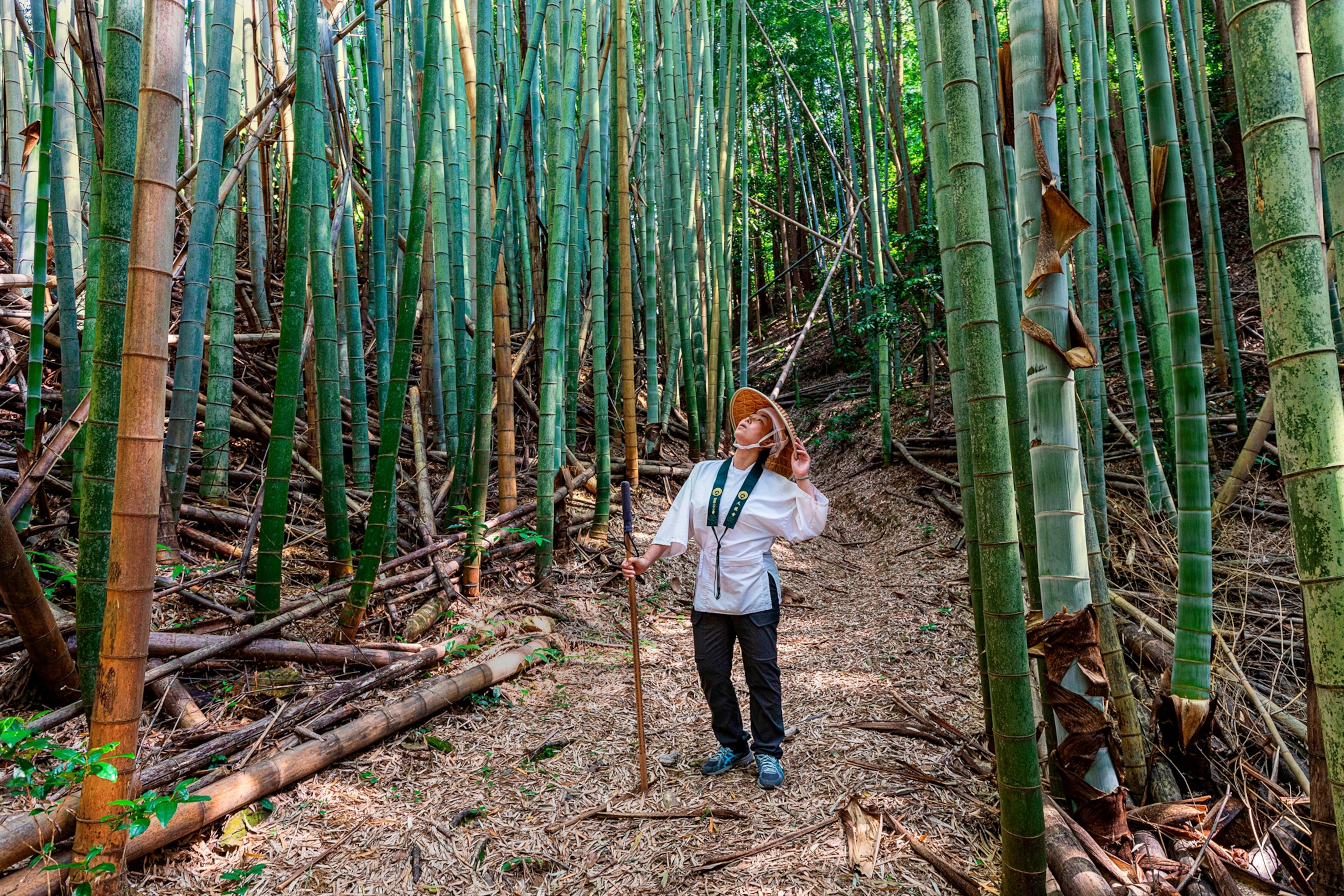 Woman in traditional hat looking up in bamboo forest.