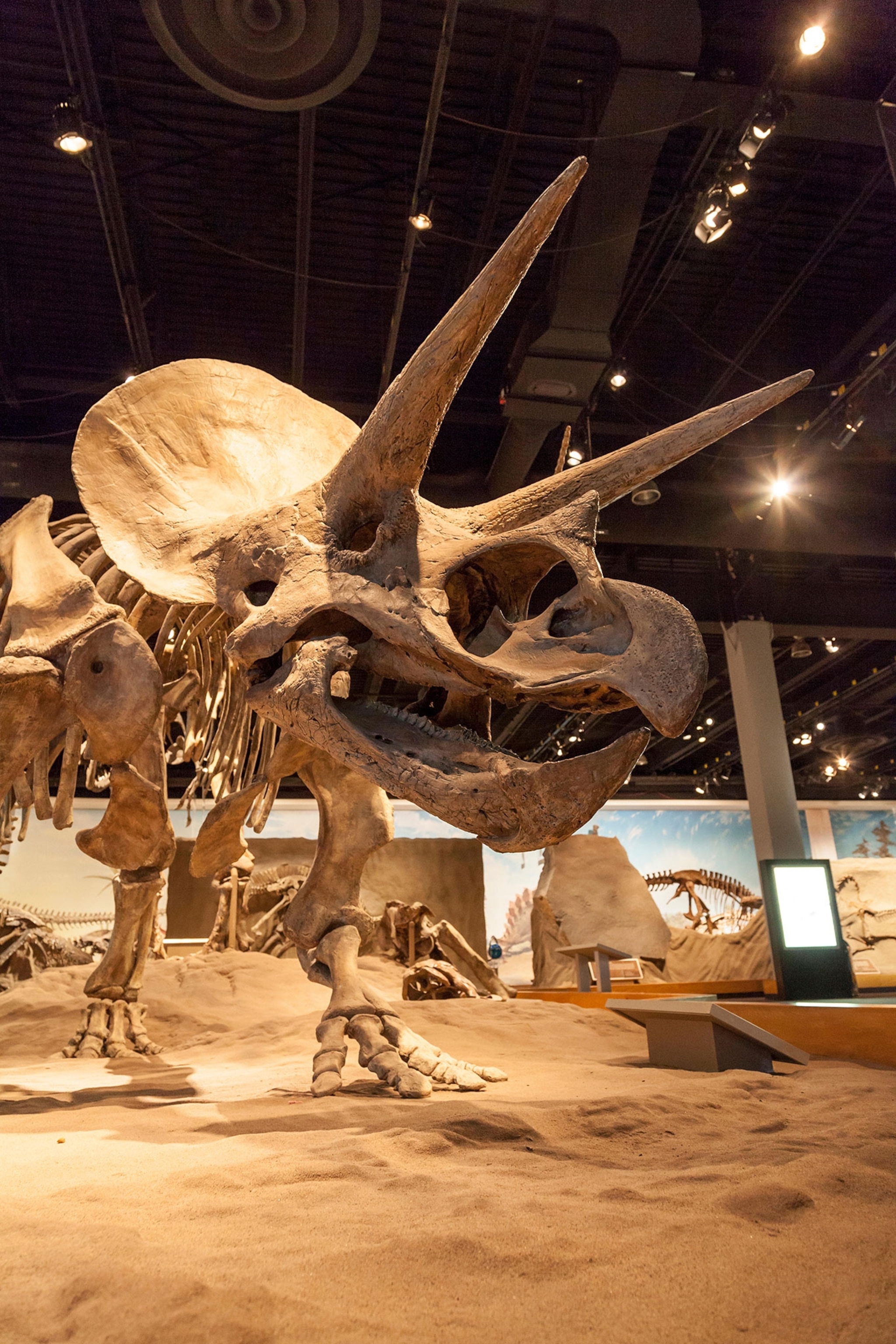 Triceratops fossil reconstruction in a dinosaur.
