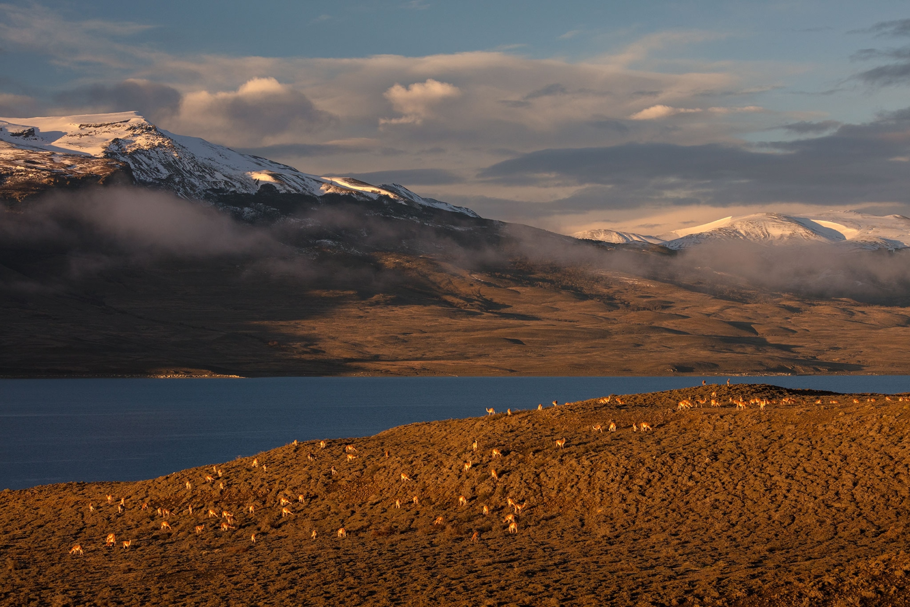 guanacos in Torres del Paine National Park