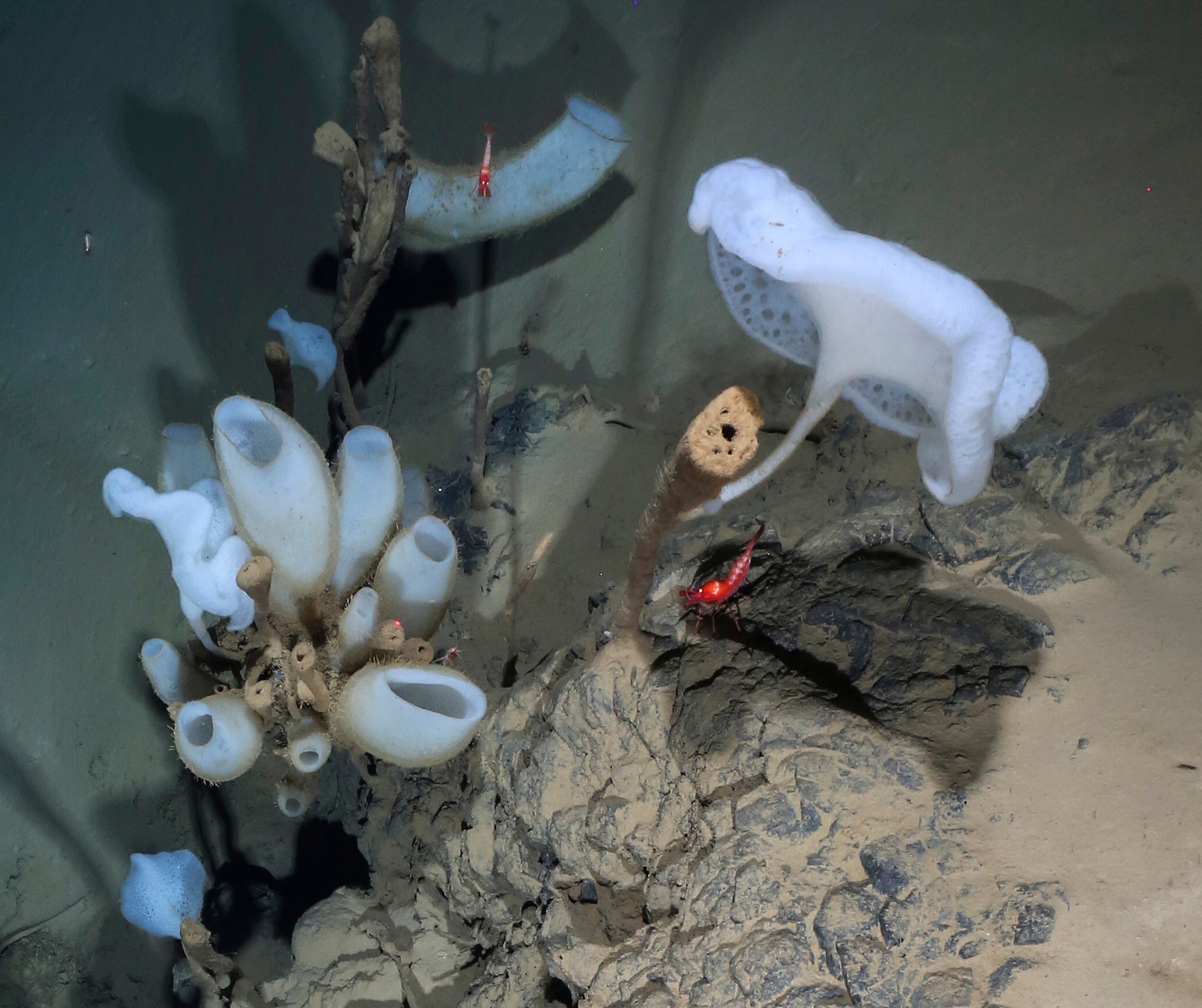 red shrimp swimming between white sponges of different shapes.