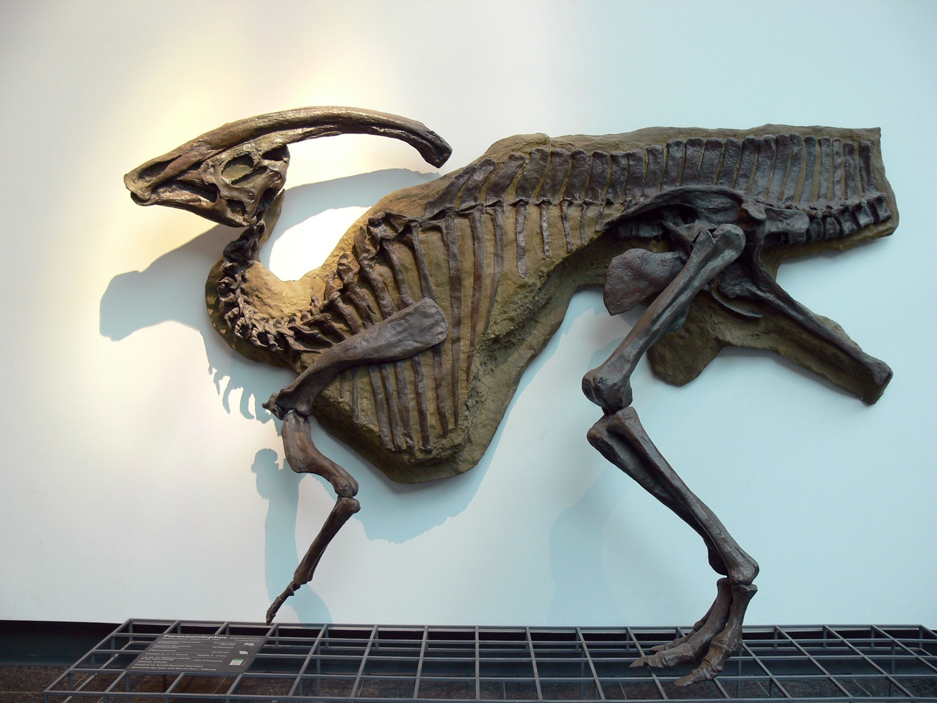 skeleton of a Parasaurolophus