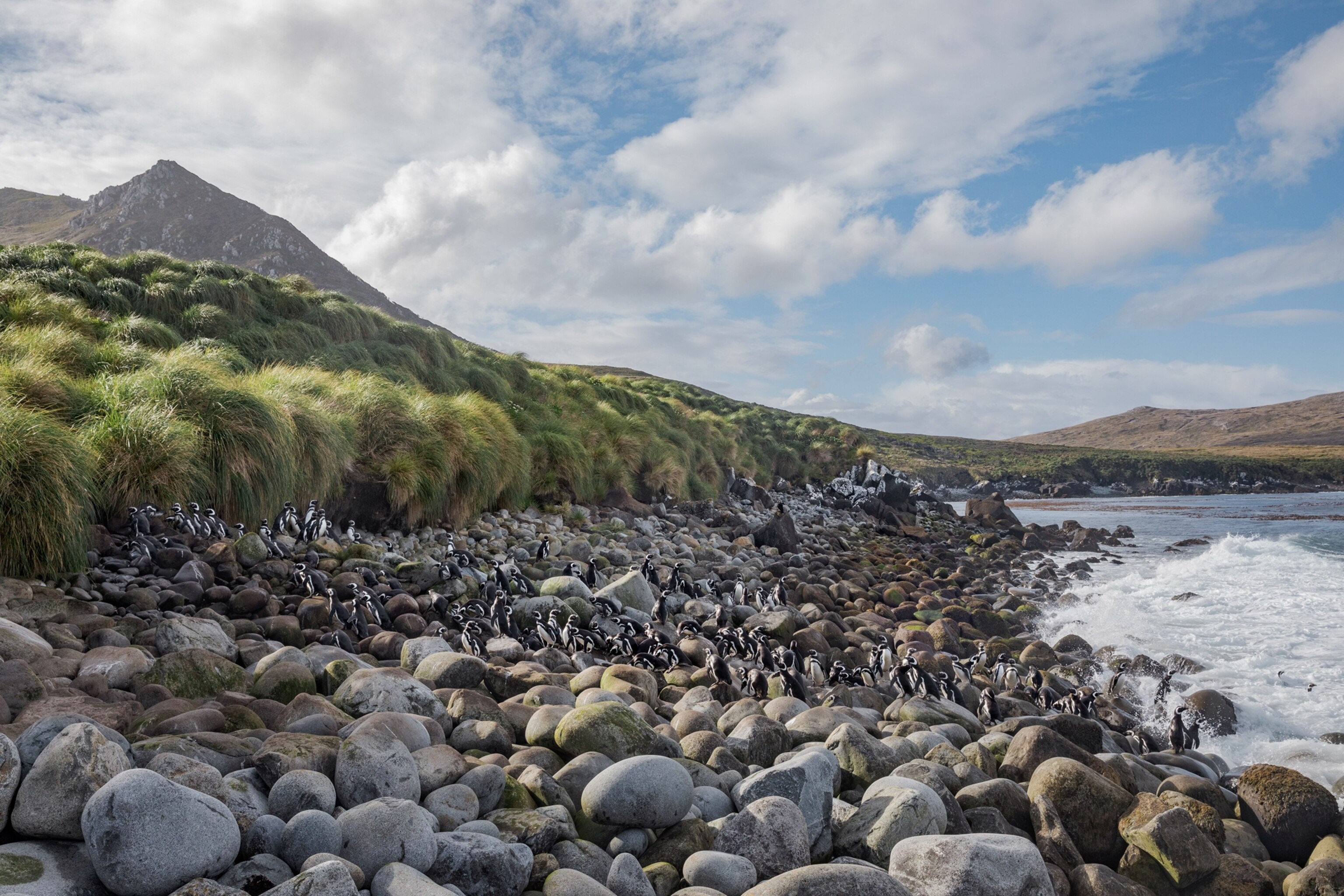 Picture of penguins colony on rocky beach.