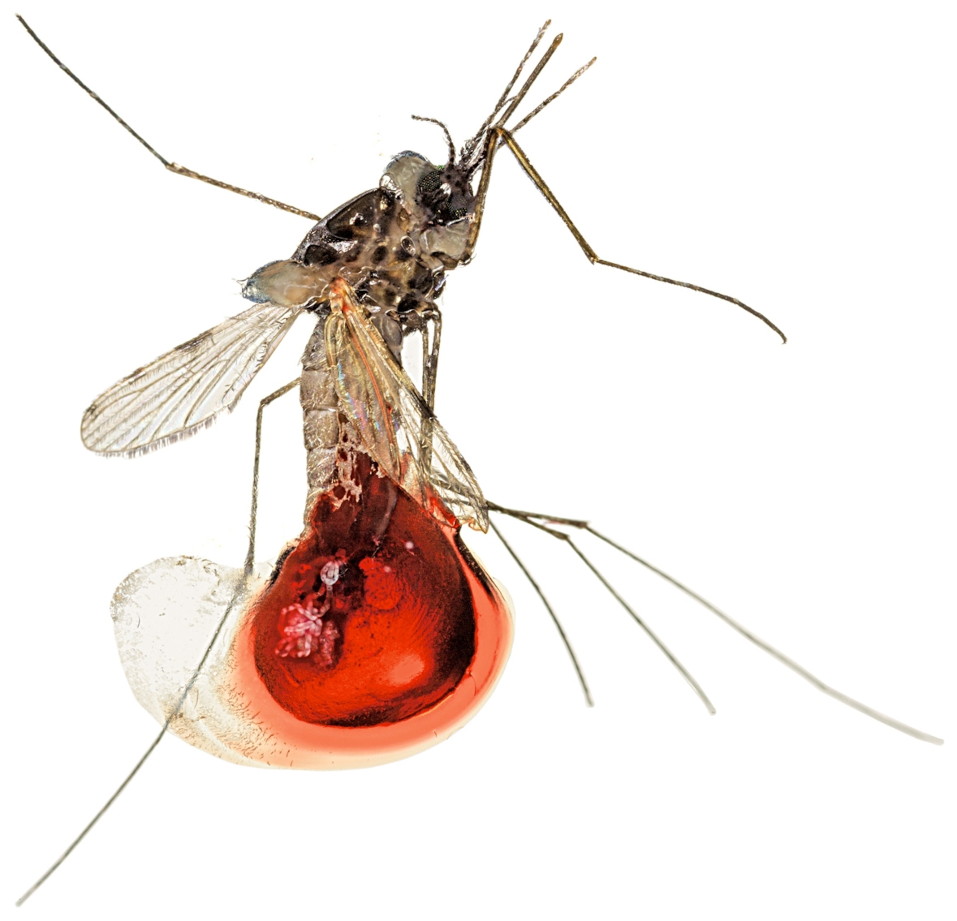 mosquito full of cow blood under microscope in lab