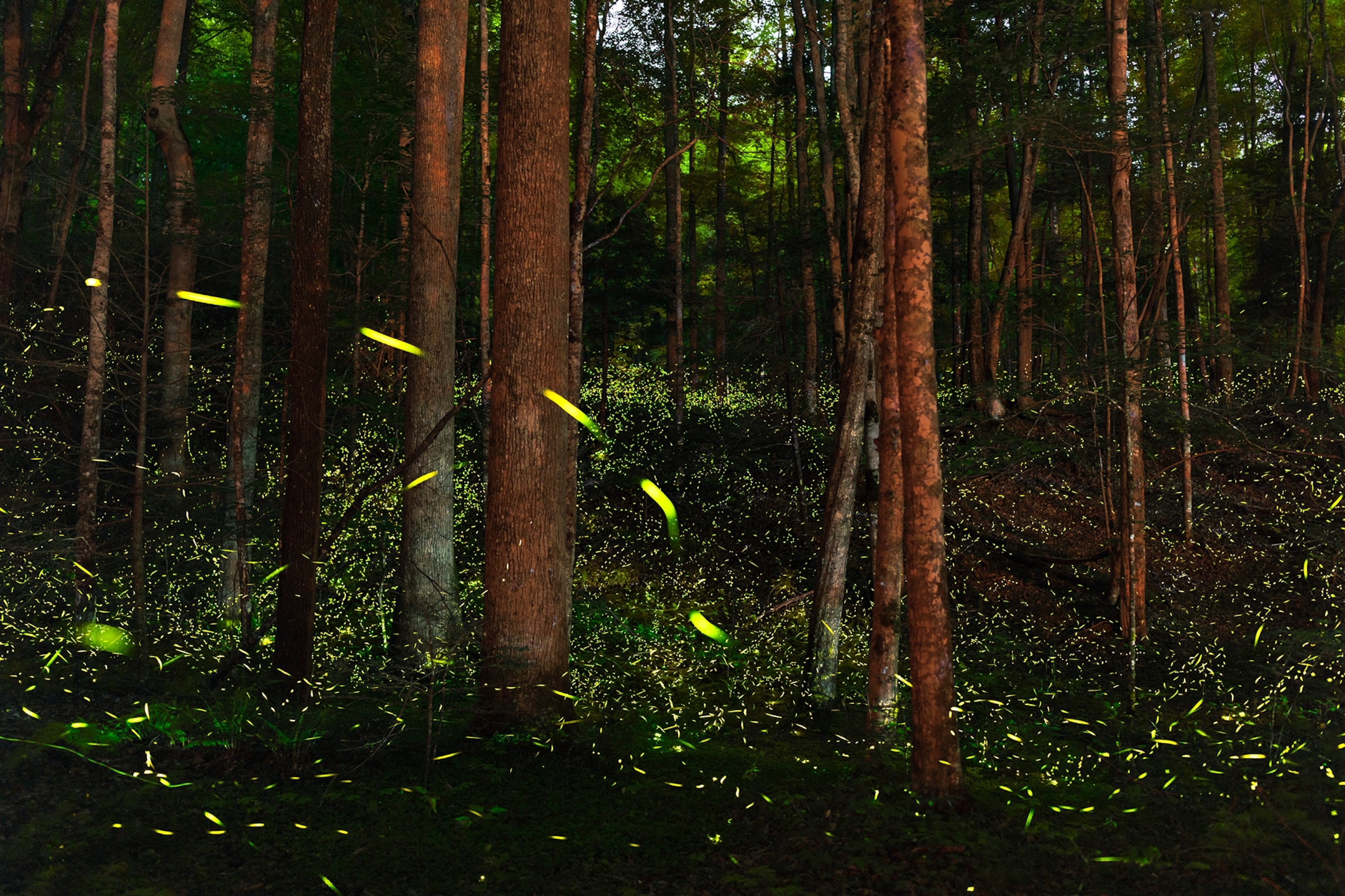 Long exposure image shows synchronous fireflies under a forest canopy in the Great Smoky Mountains.