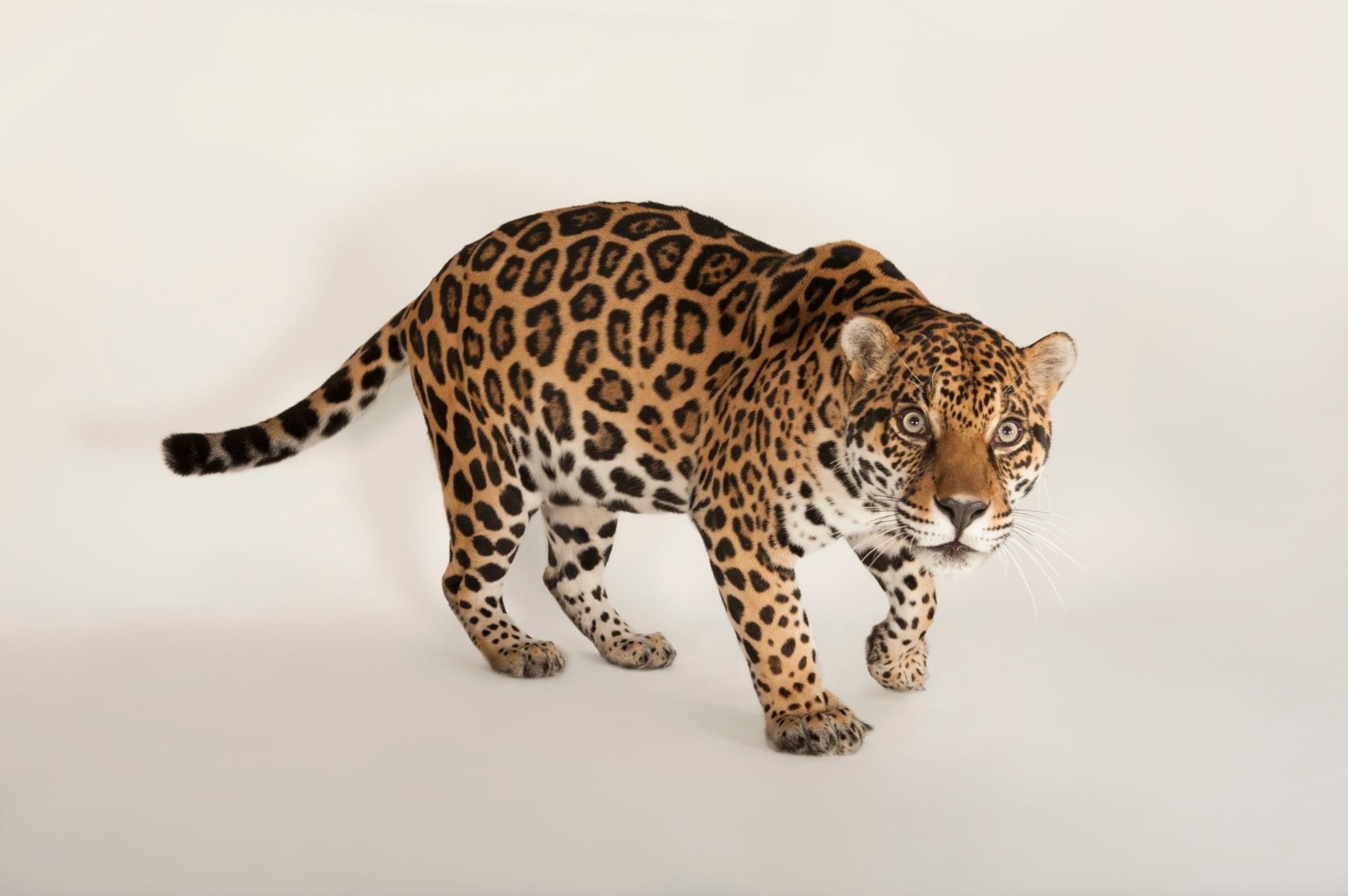 a jaguar