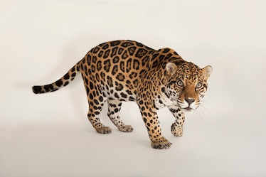 a jaguar