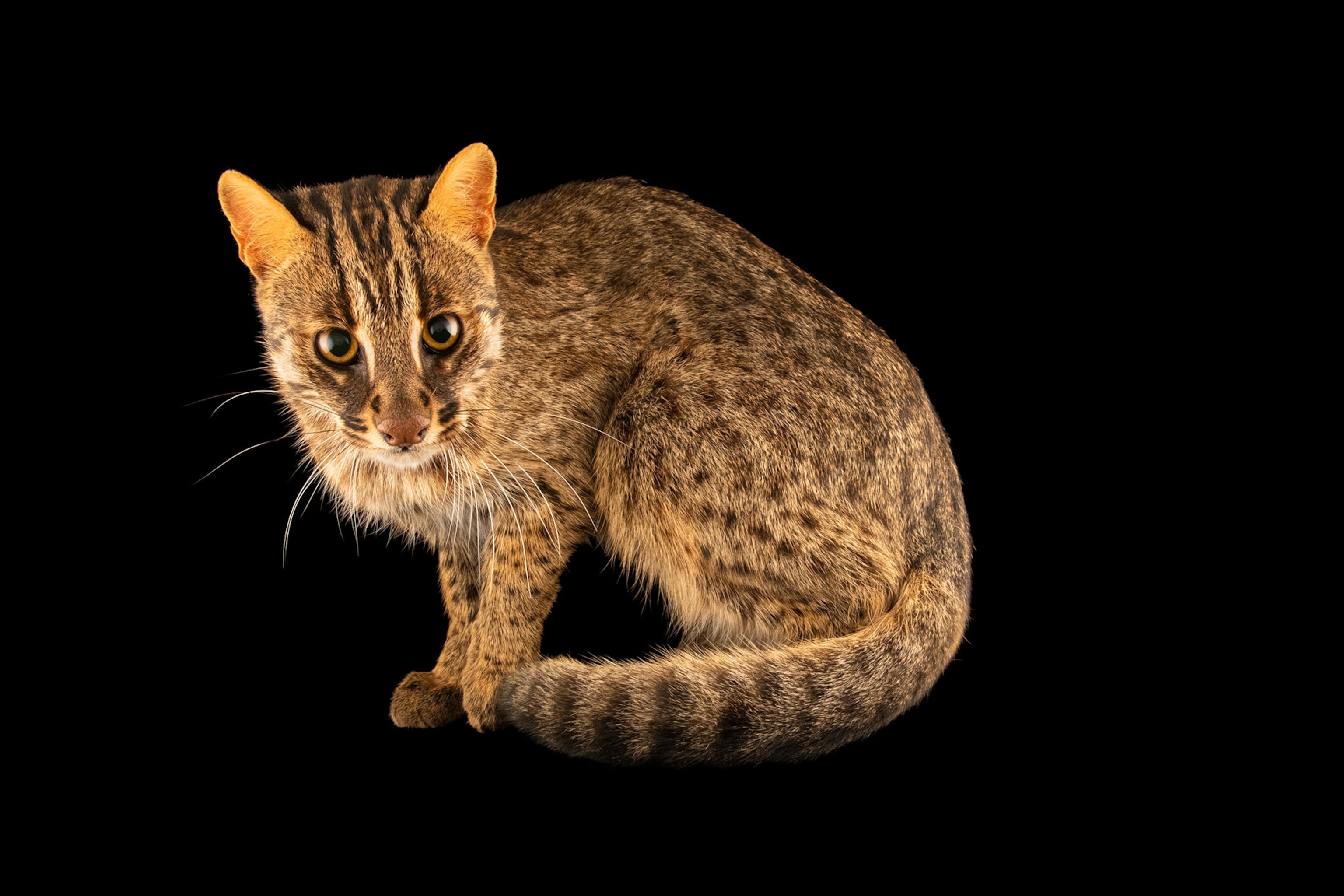 A leopard cat against a black background