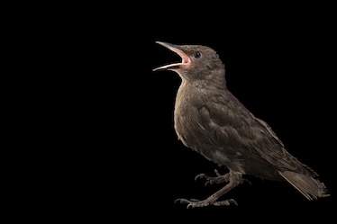 a European starling