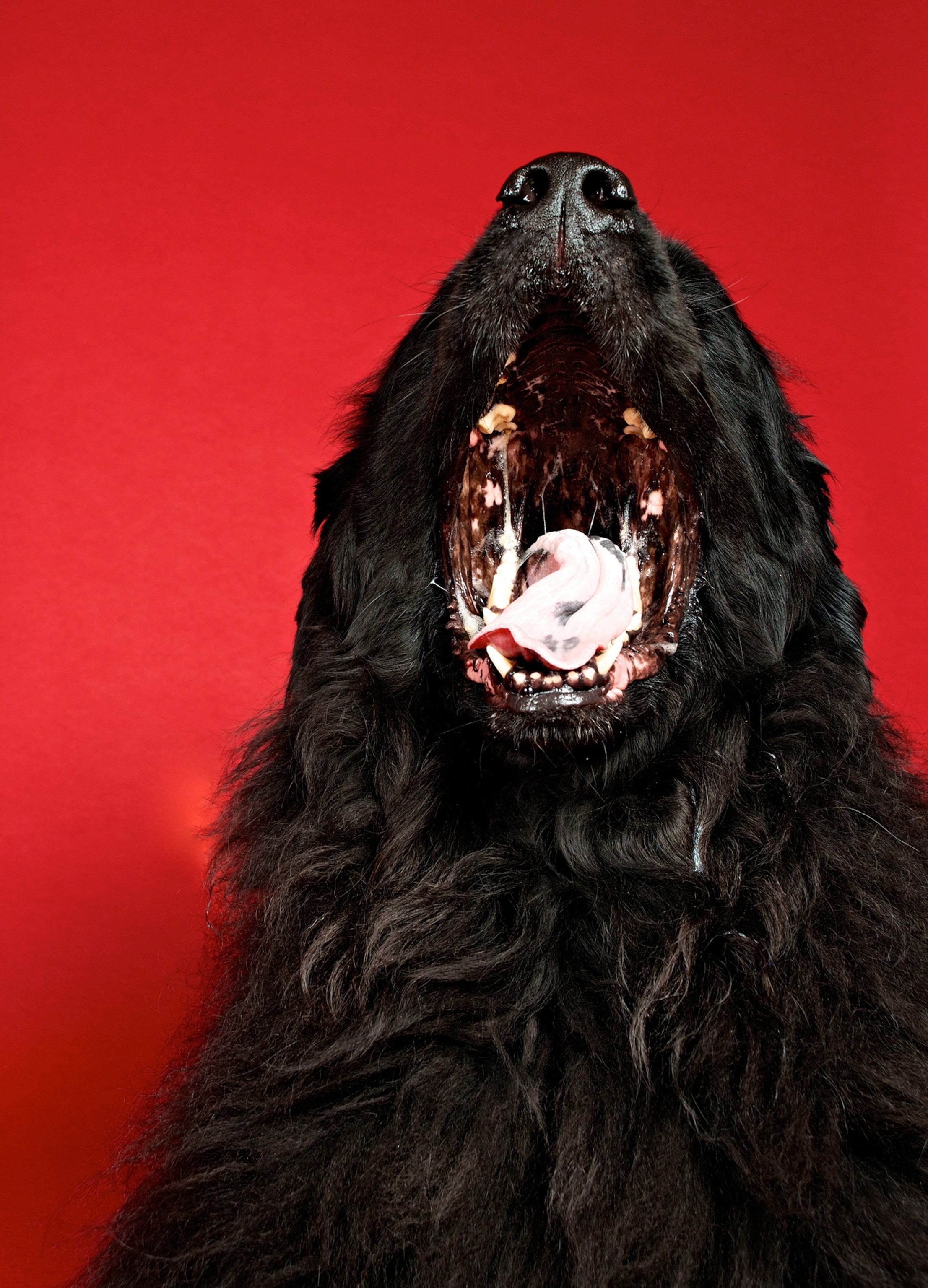 A big black Newfoundland dog yawns in front of the camera.