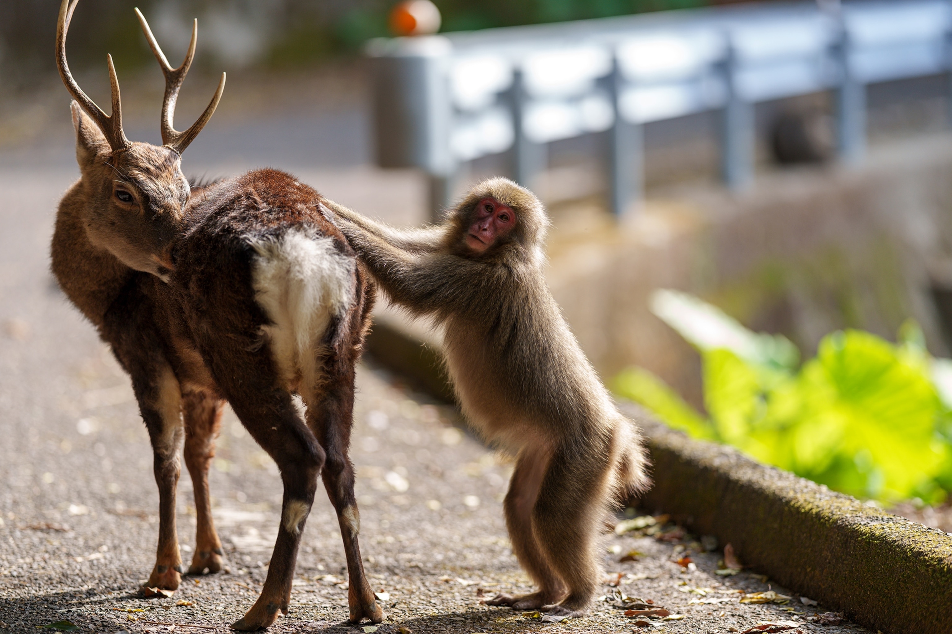 A monkey places hands on deer as and looks at the camera.