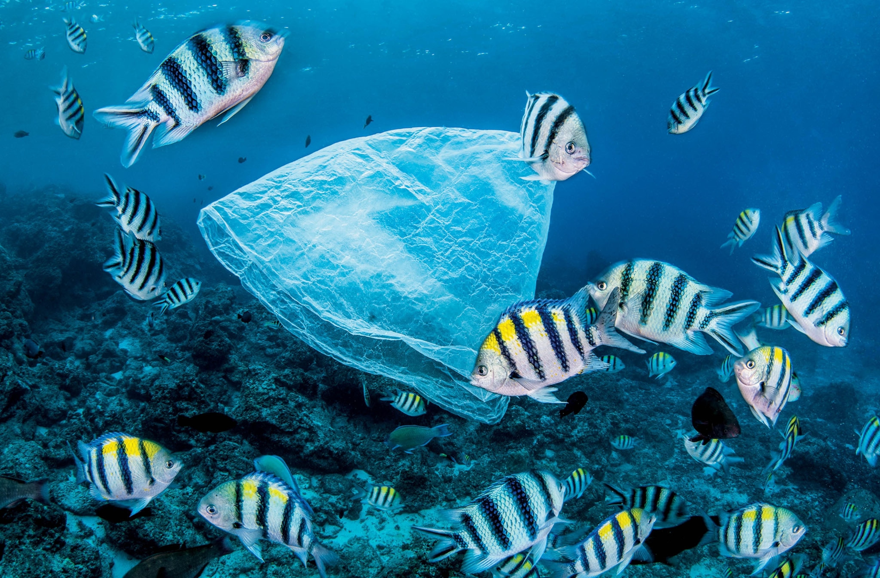 plastic bag and tropical fish swimming around it