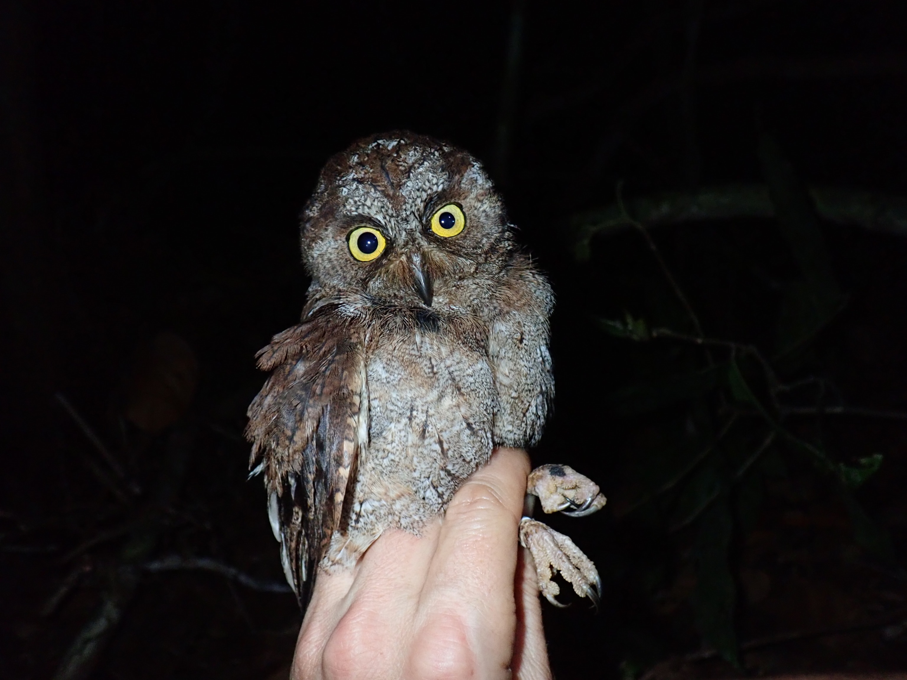 Scops owl held center frame with dark background.