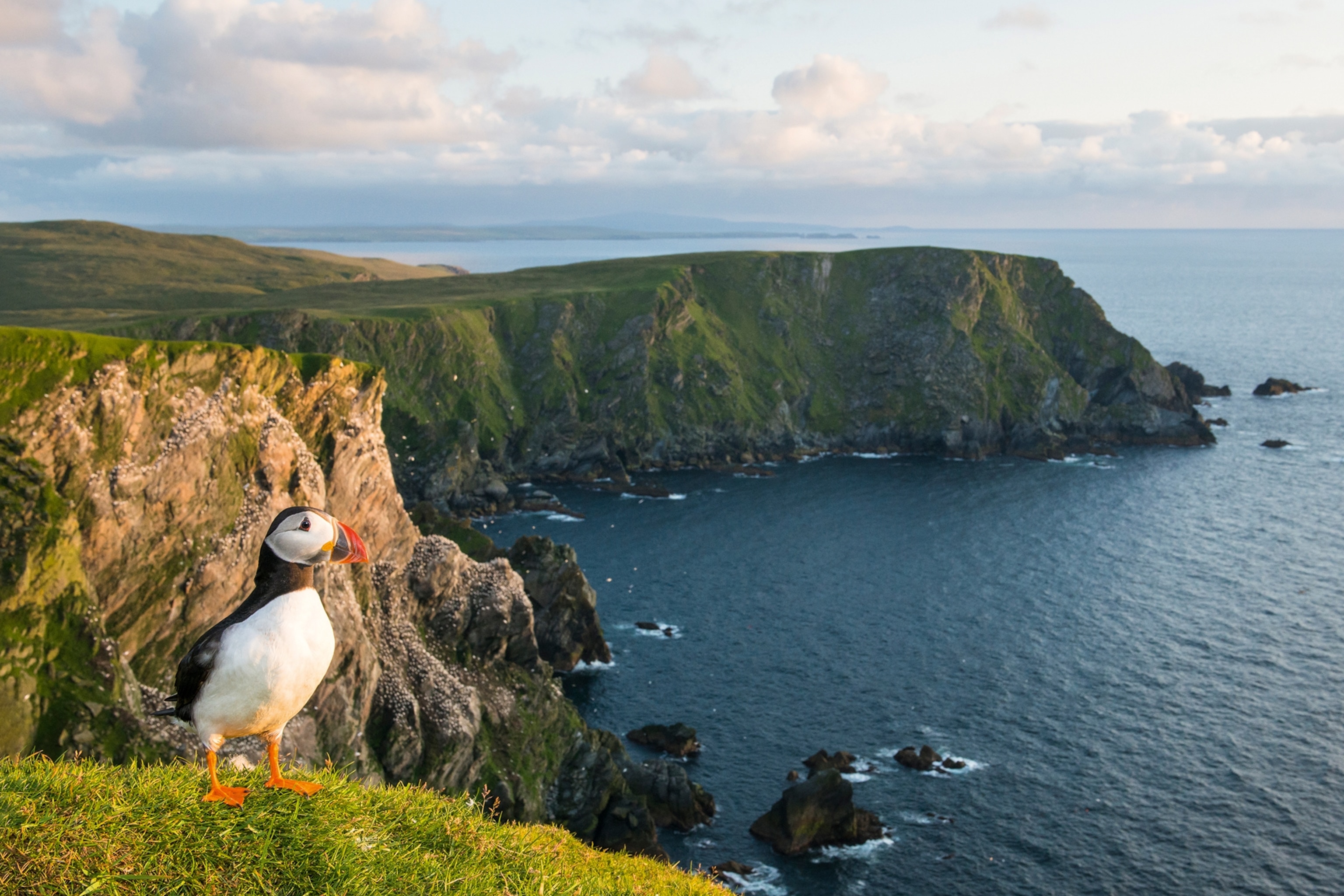 A puffin with a bright orange beak is perched on the edge of a cliff in Scotland, with the dark blue sea below.