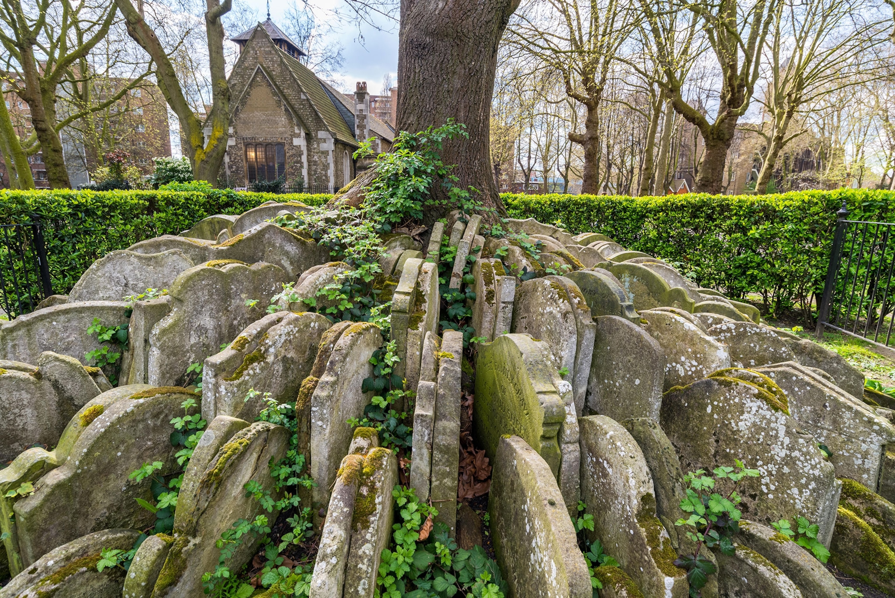a tree surrounded by headstones