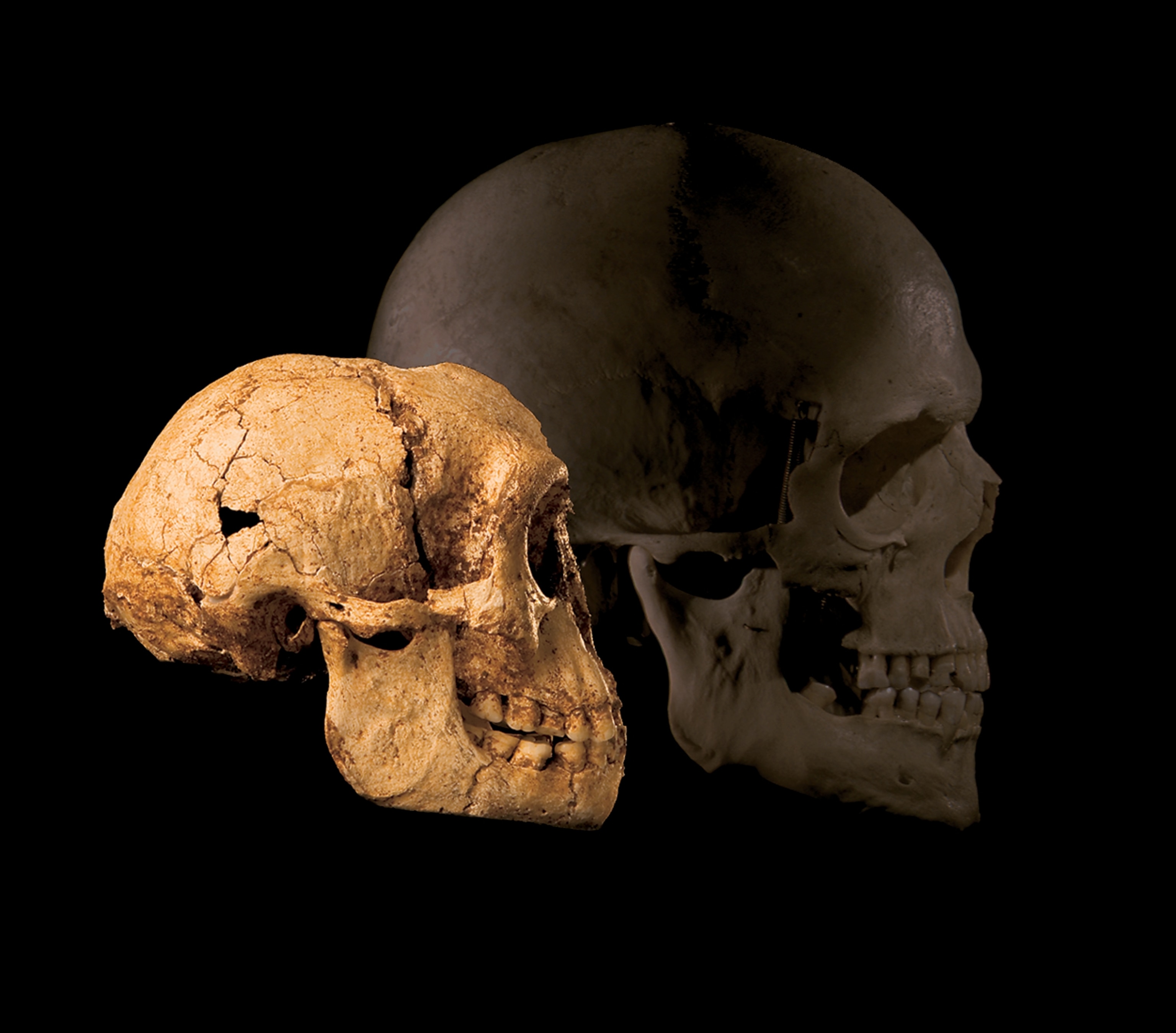 A scull on a black back ground with another skull faded behind it.