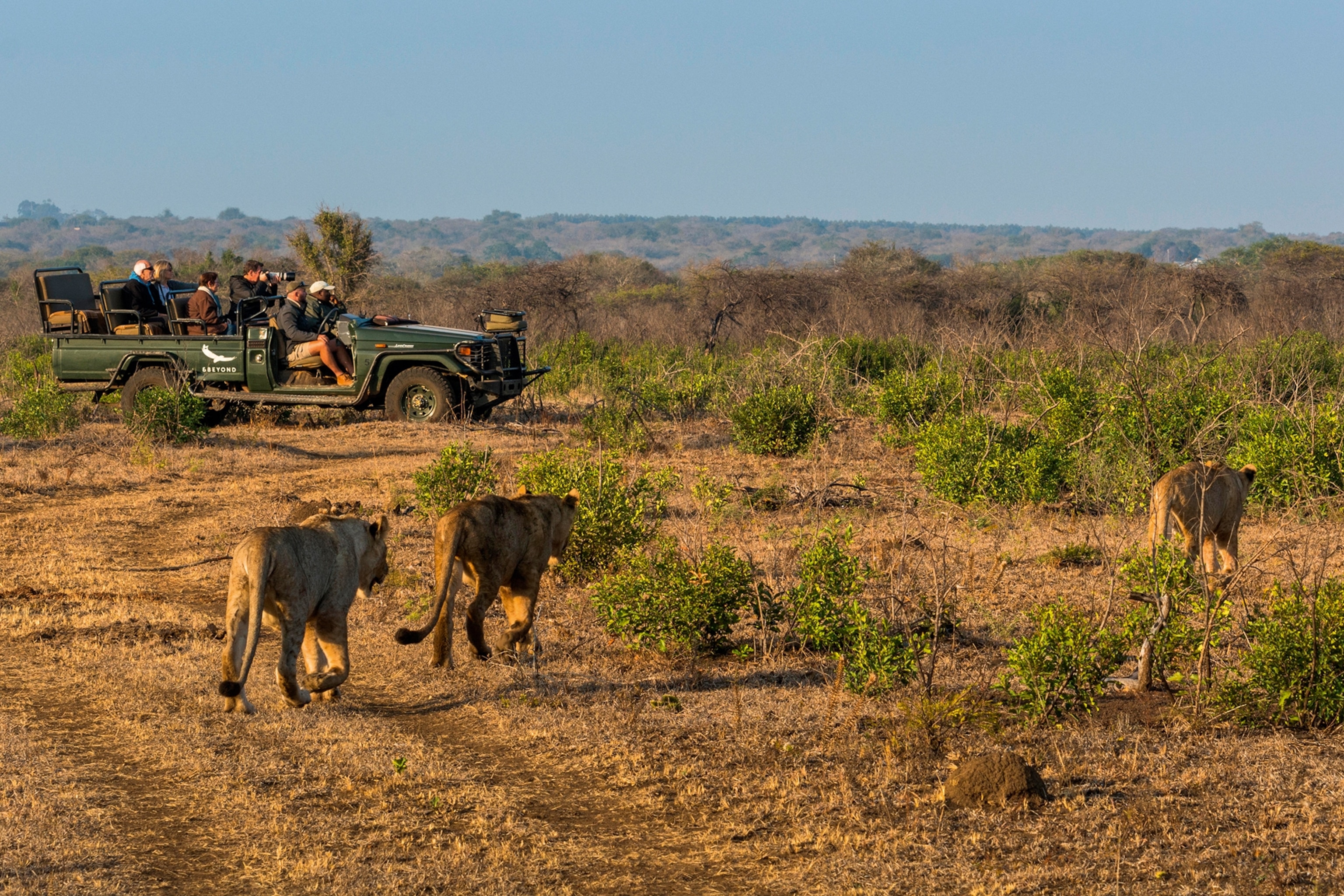A pride of lions walk next to a safari jeep of tourists in the desert