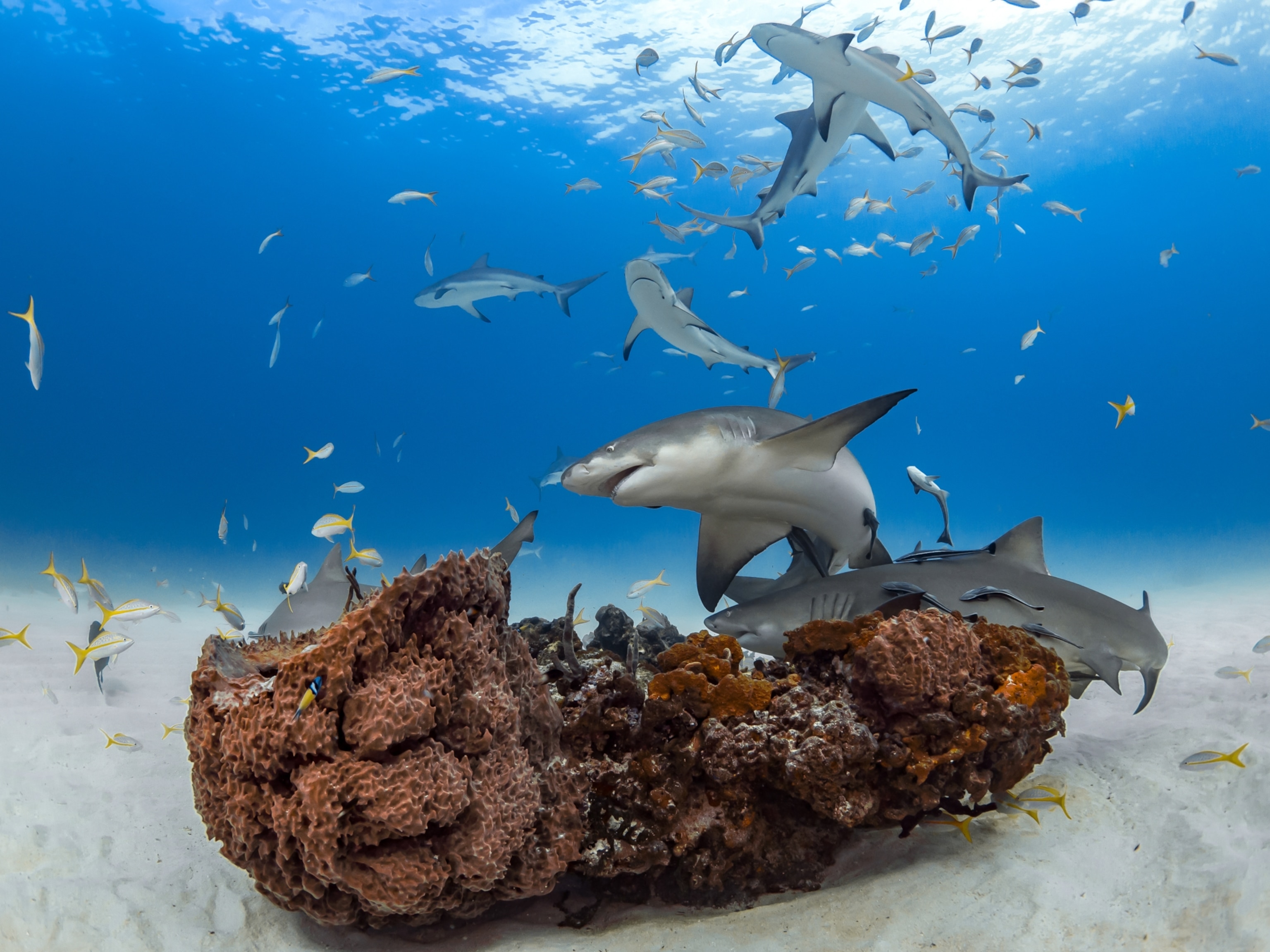 A shark swimming near a group of other sharks