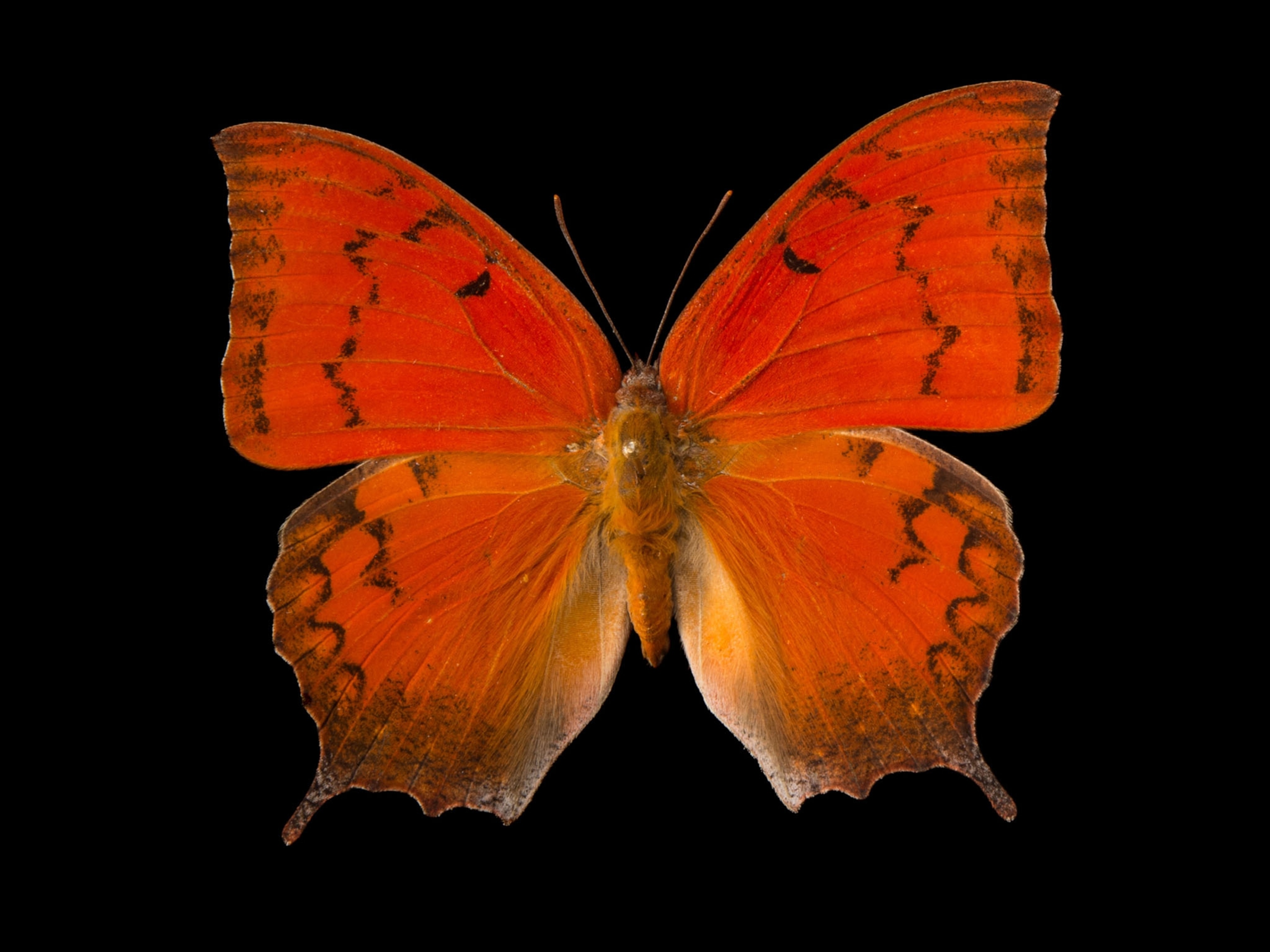 a Florida leafwing butterfly