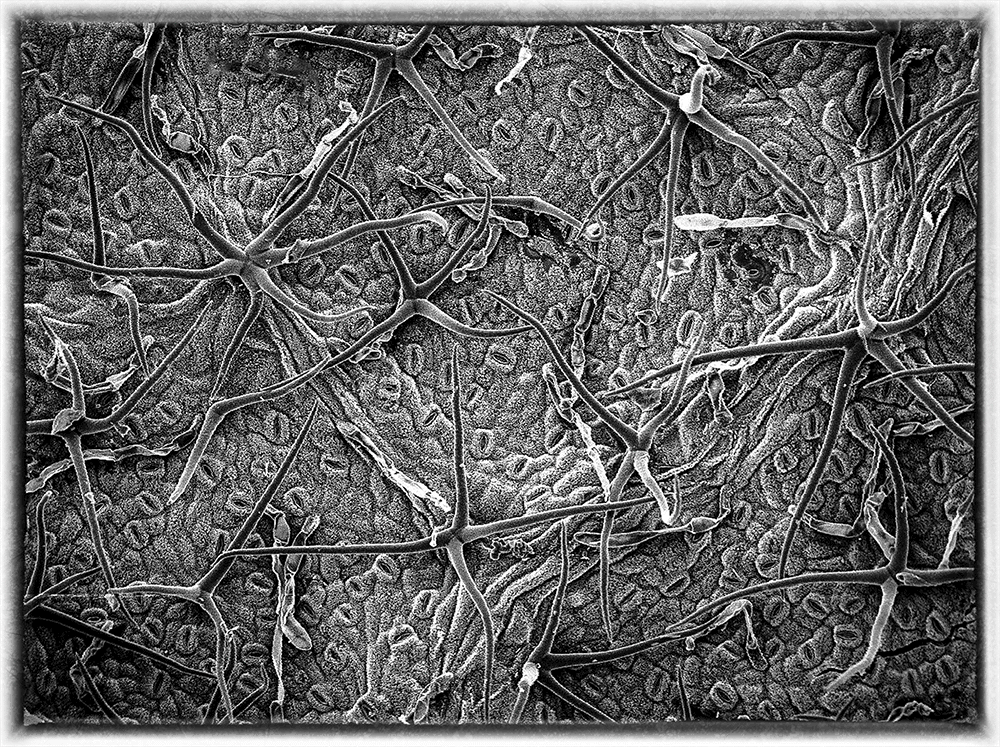 On a Gary Oak leaf, 150 Stomata would span the head of a pin. Scanning Electron Microscope Photograph by Robert Dash