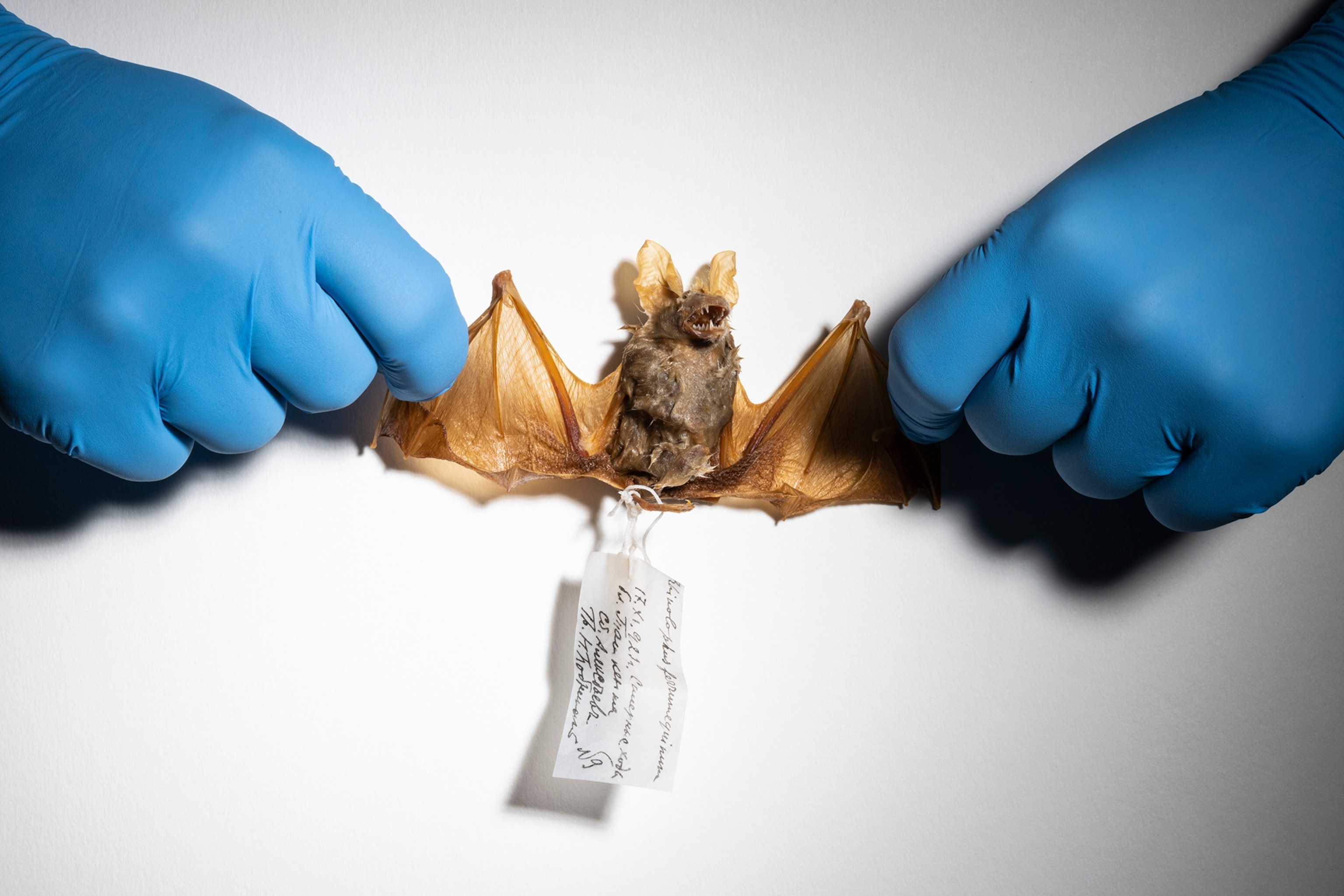 A Greater Horshoe Bat being held with gloved hands.