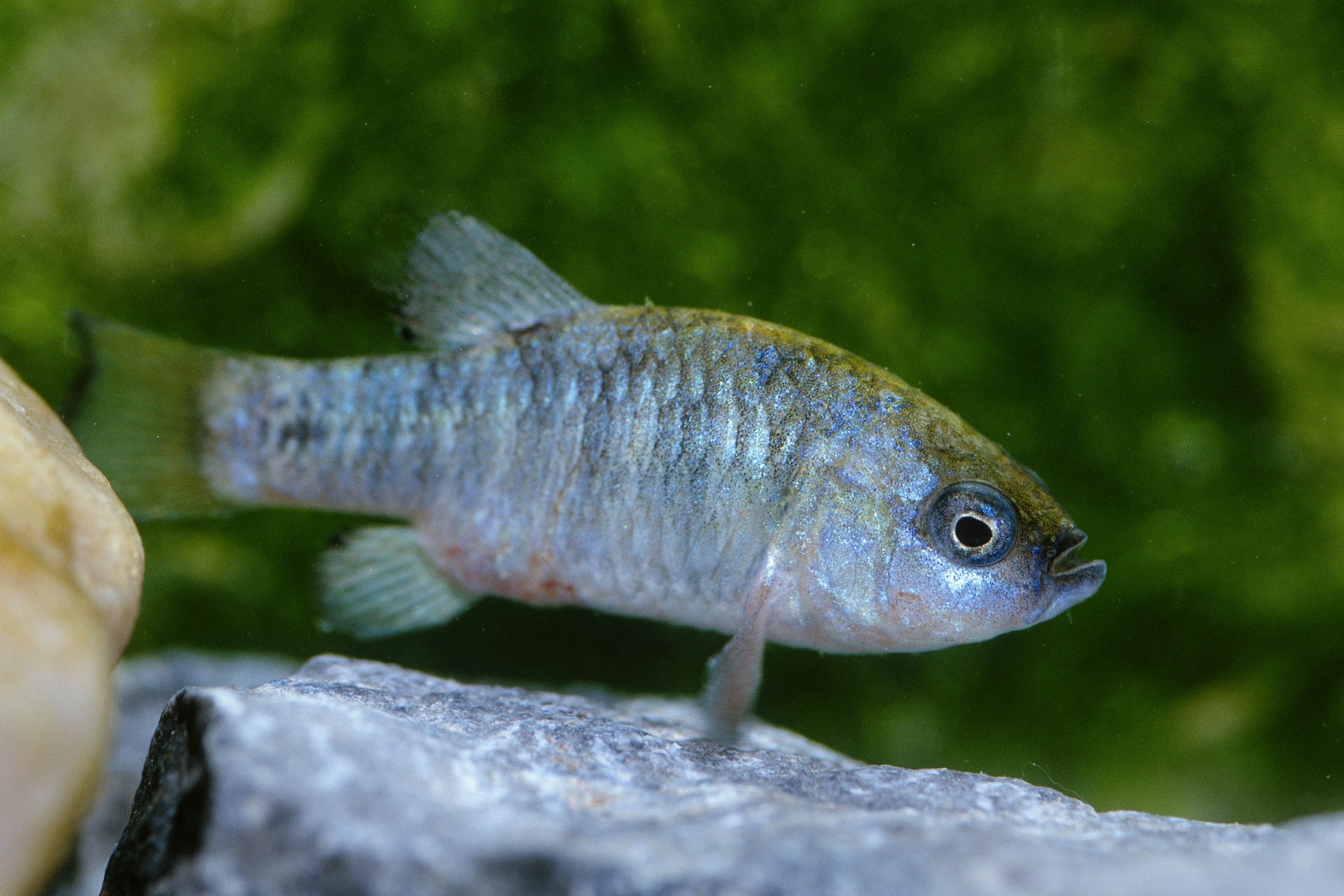 a fish