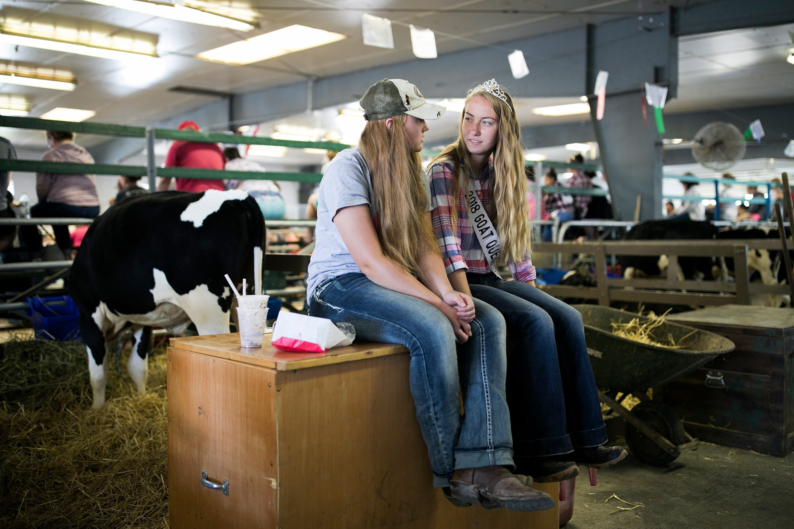 two girls sitting with cows at the Marion County Fair in Marion, Ohio