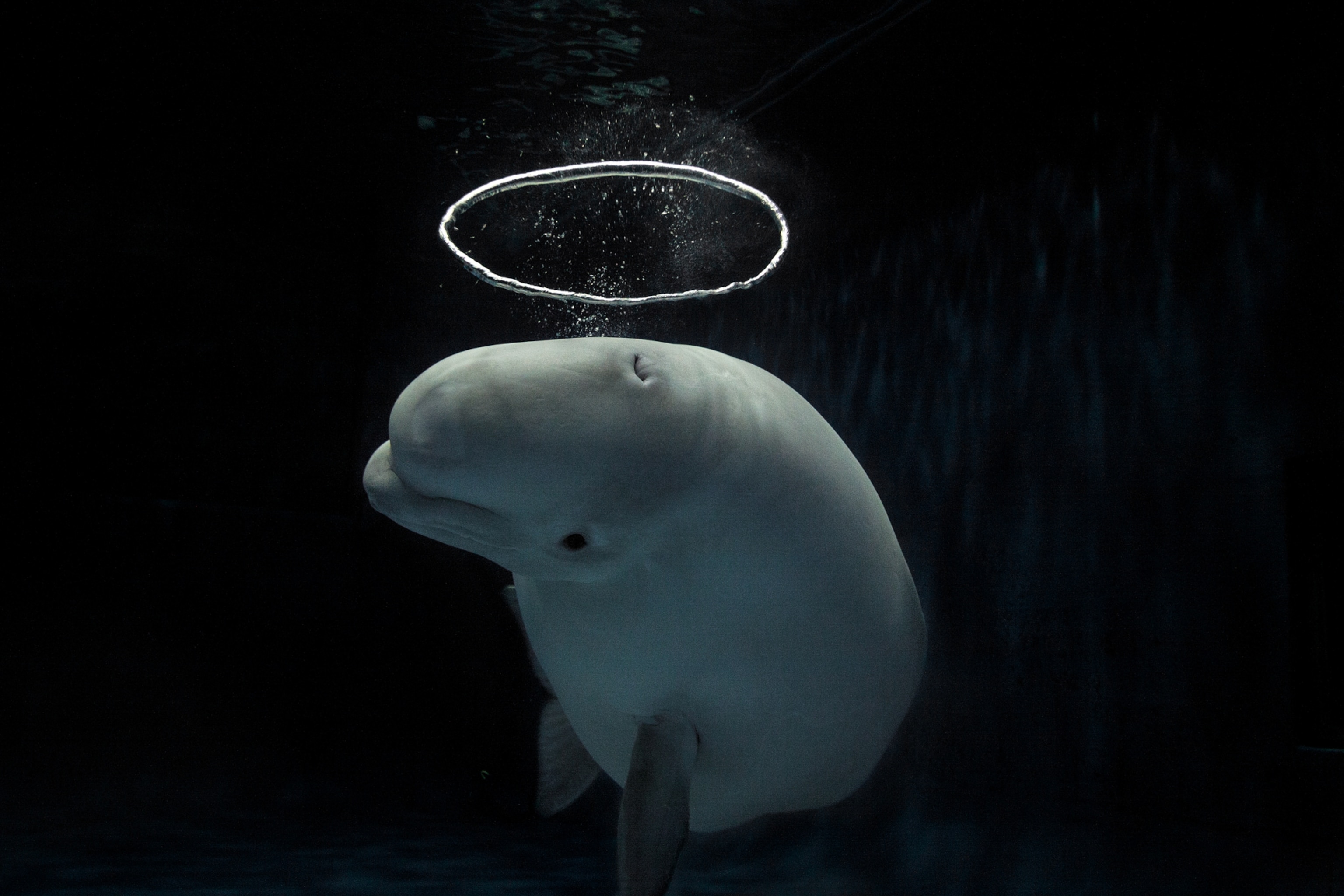 A beluga whale in an aquarium is photographed from above blowing a ring shaped air bubble out of their blowhole on top of their head.