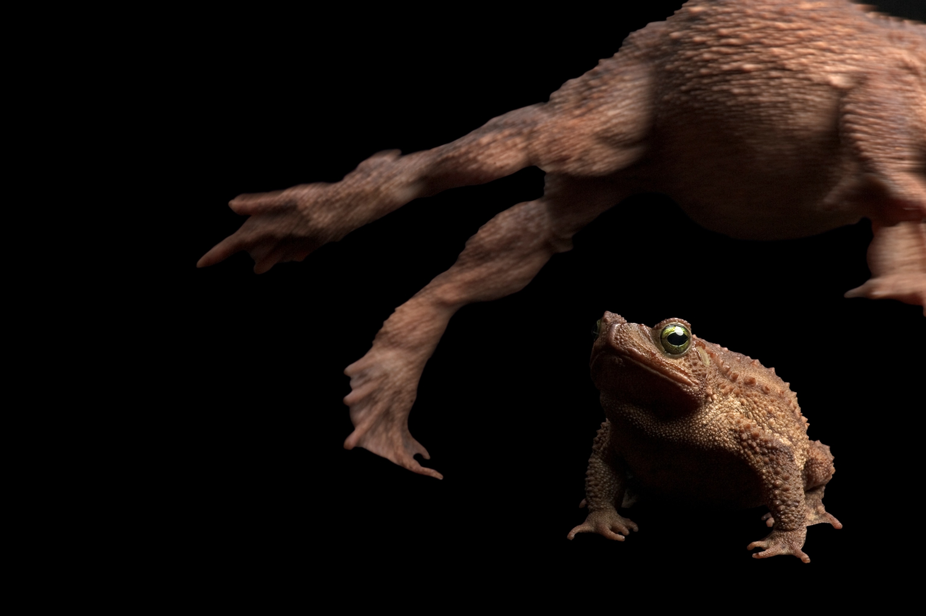Evergreen Toad