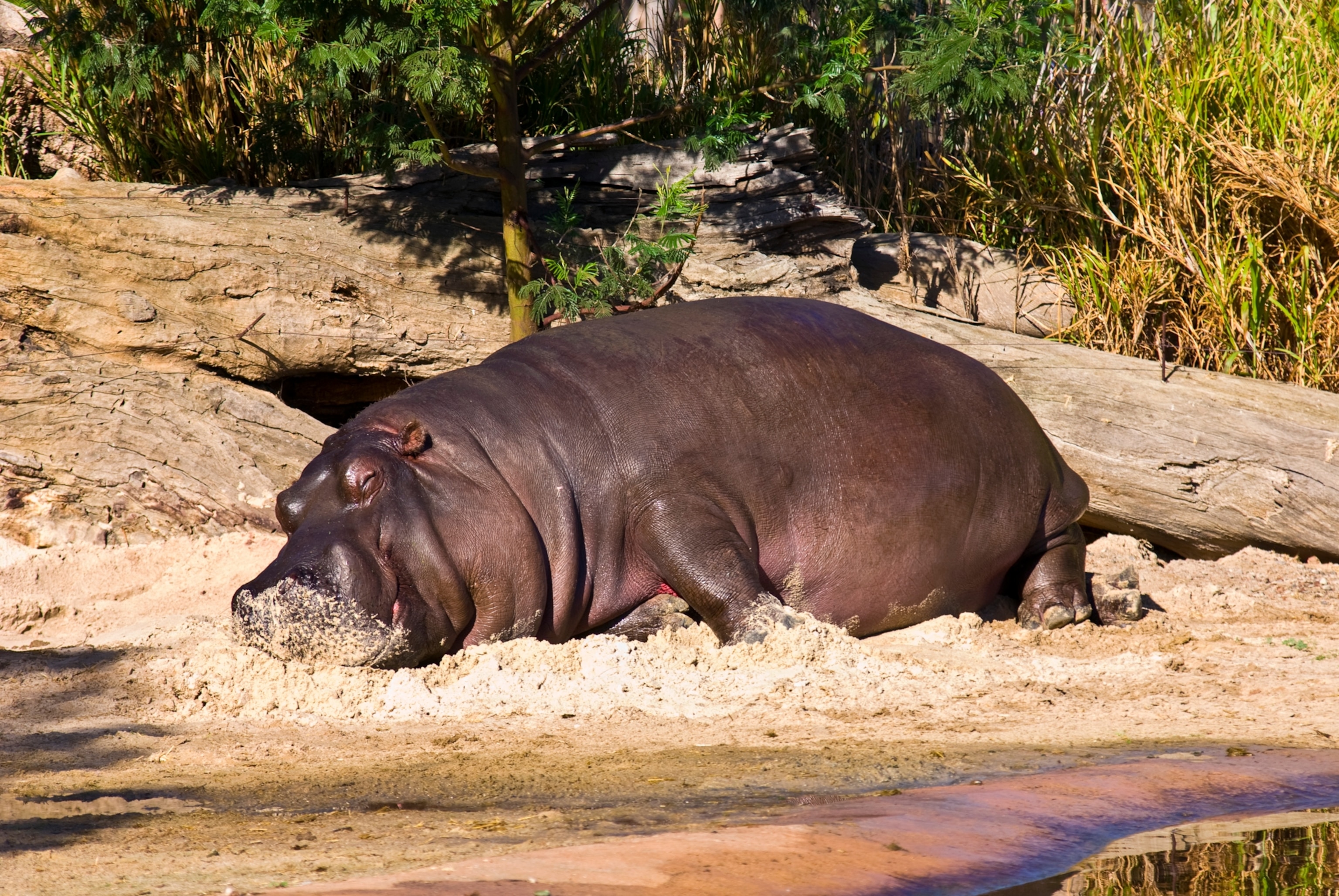a Hippopotamus sunbathing