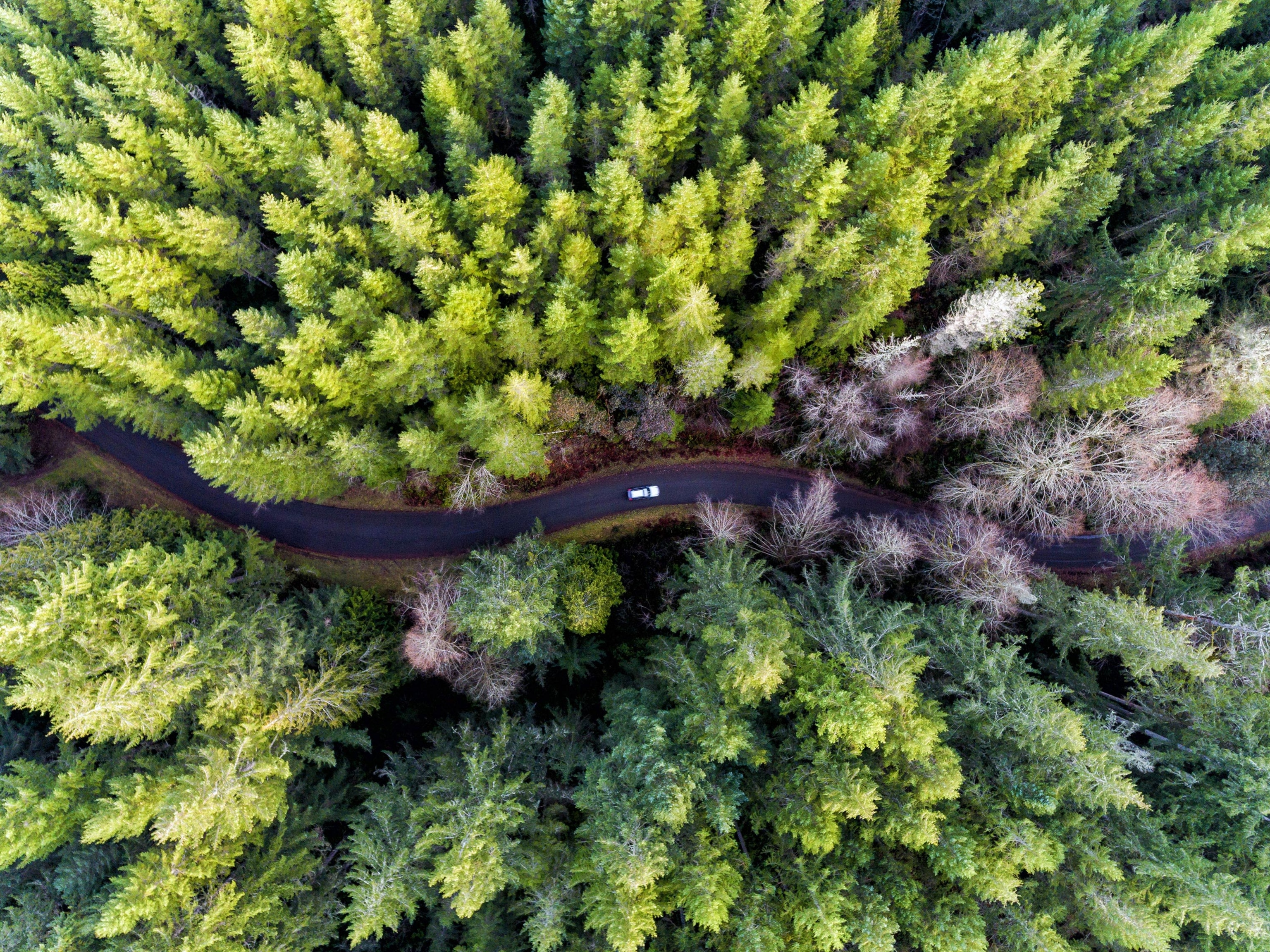 a road on the south end of Harstine Island in south puget sound