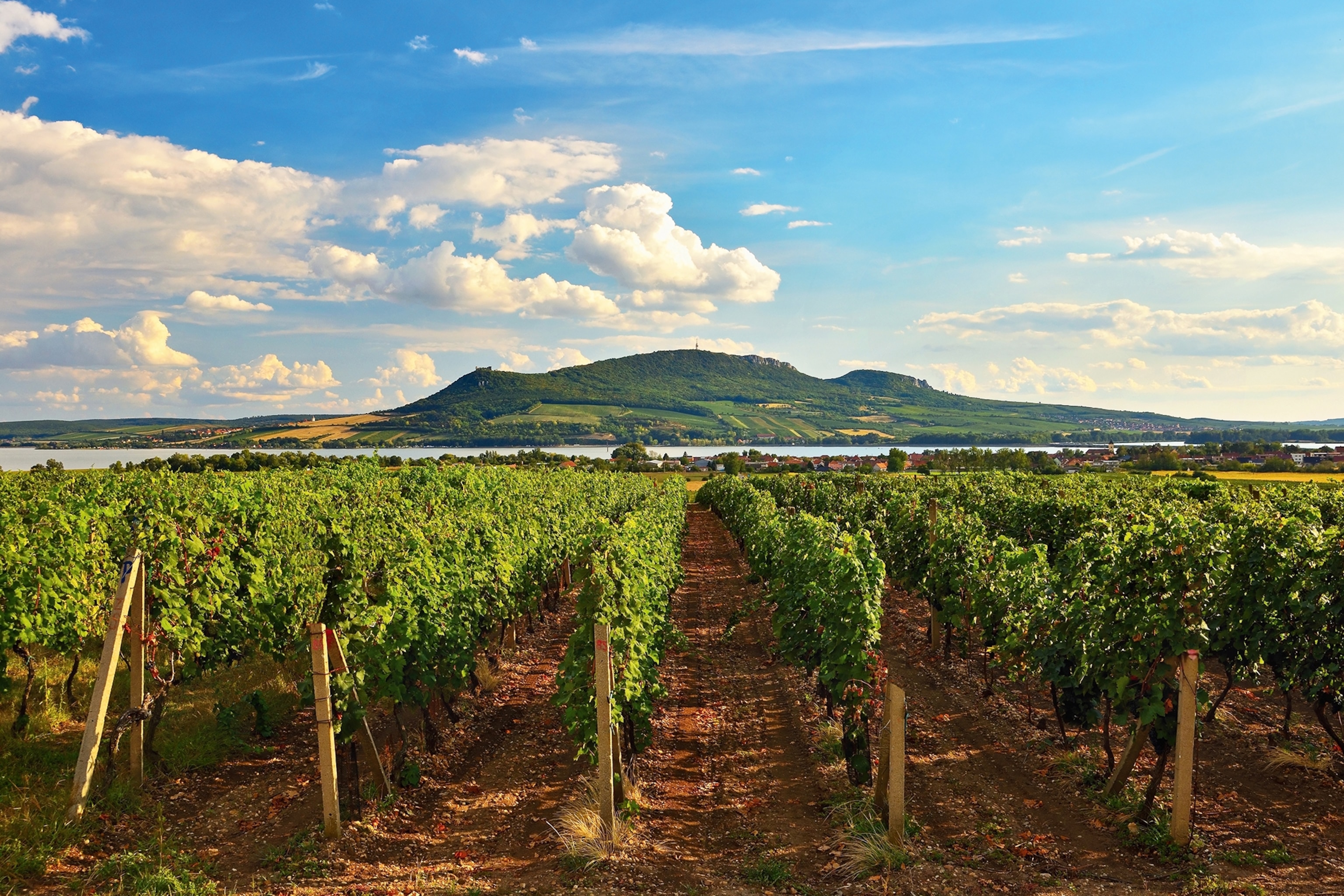 A vineyard in South Moravia.