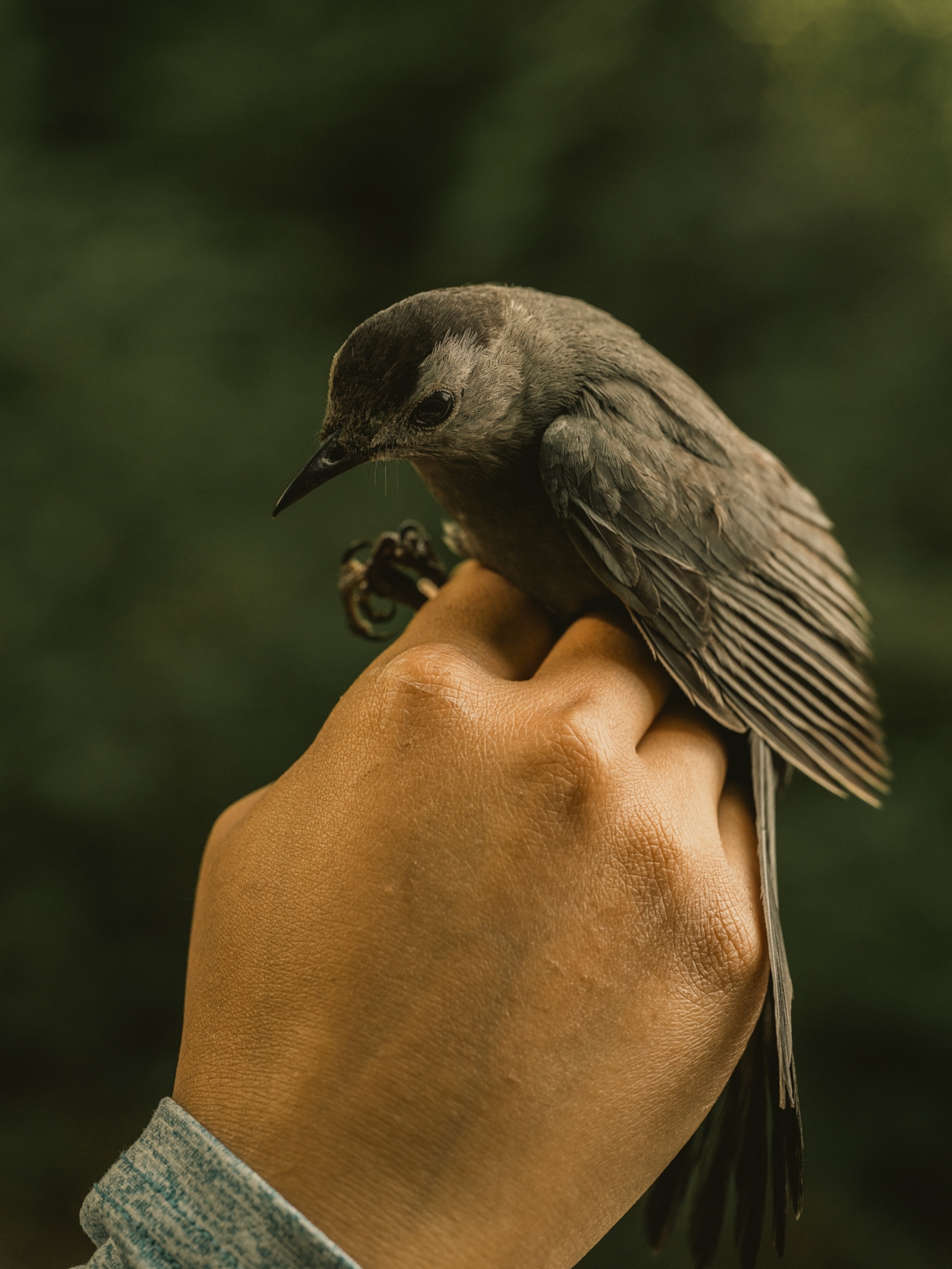 a small grey catbird in the hands of a researcher