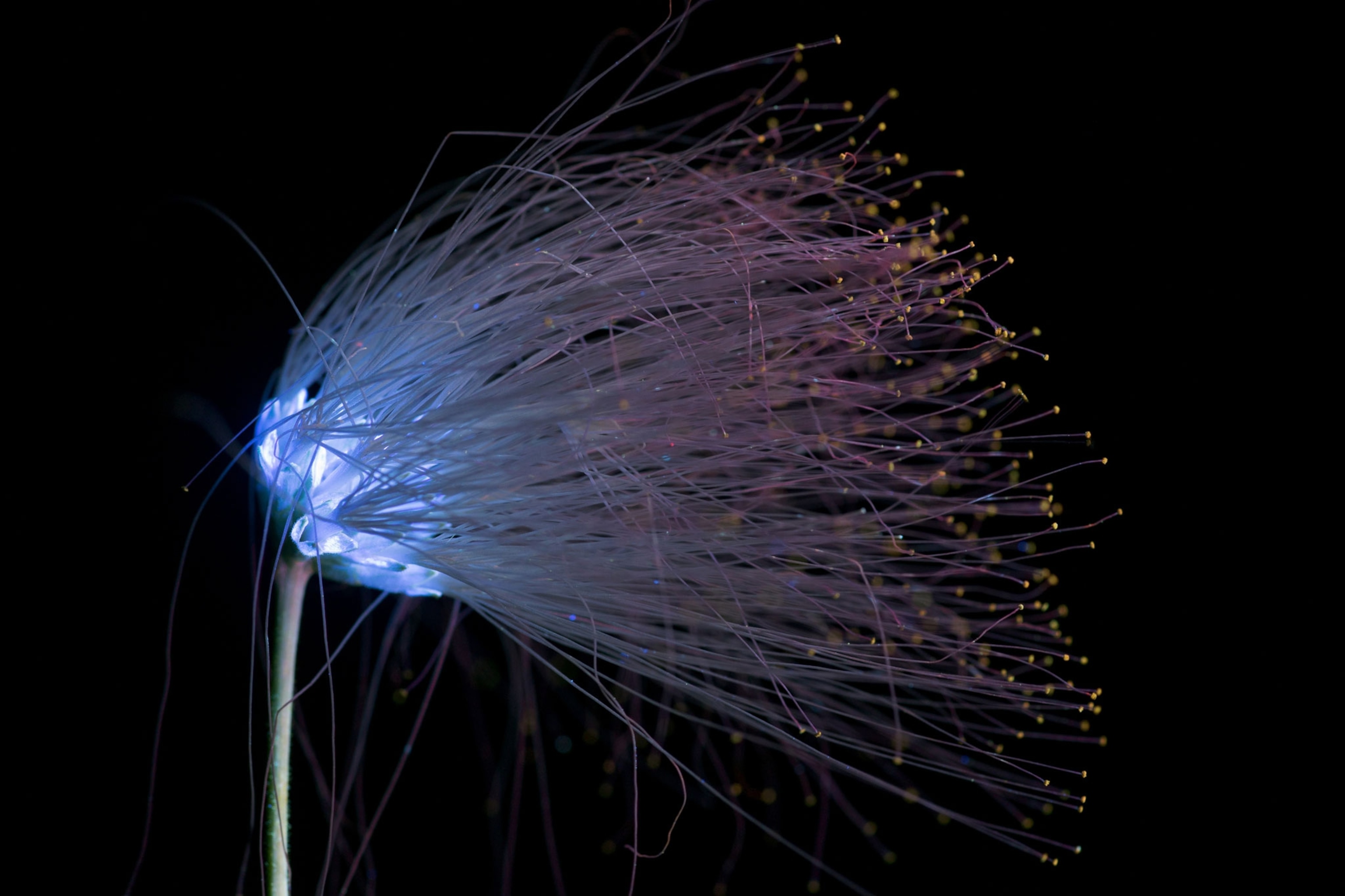 a Persian silk tree
