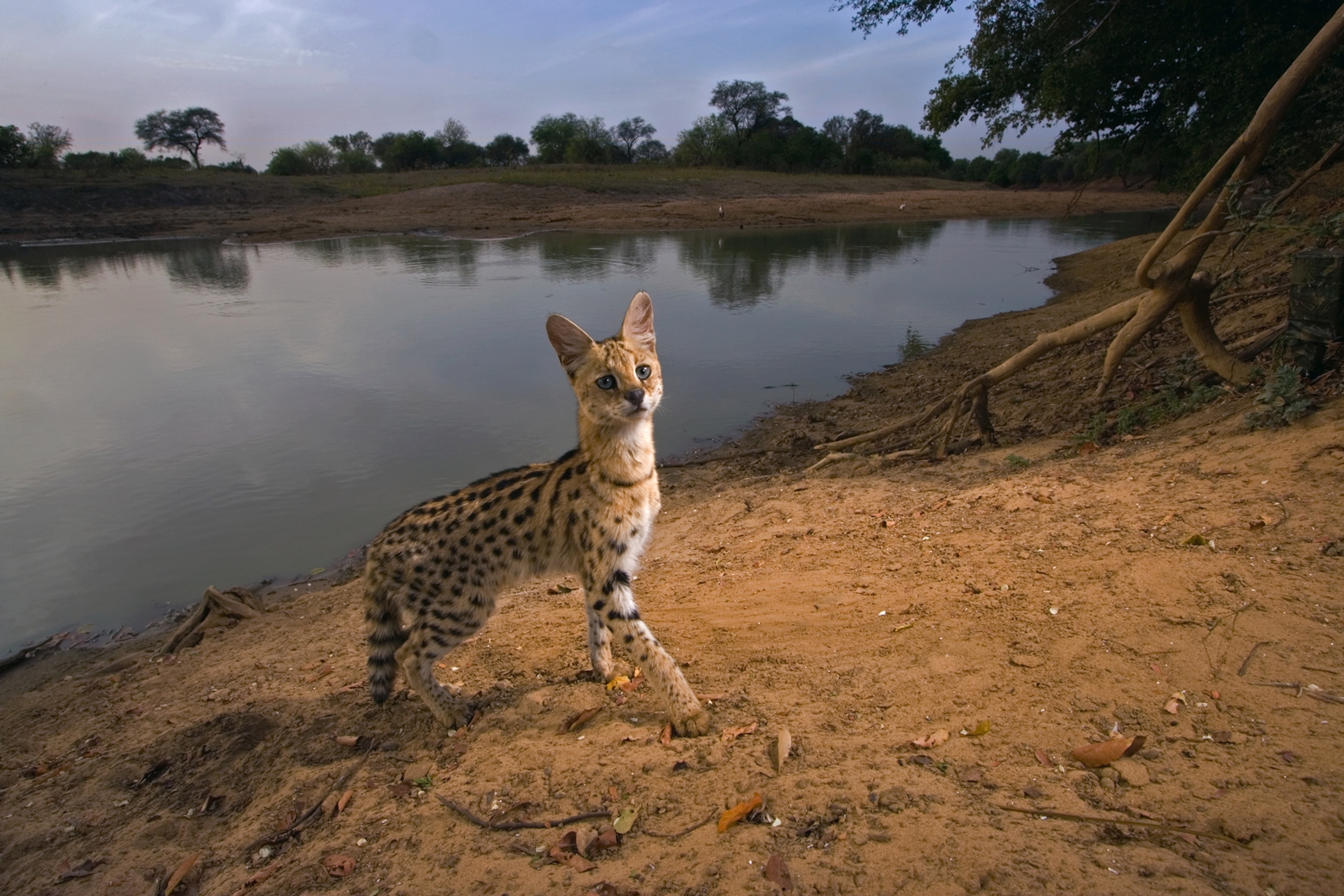 A remote camera trap captures an elusive serval cat.