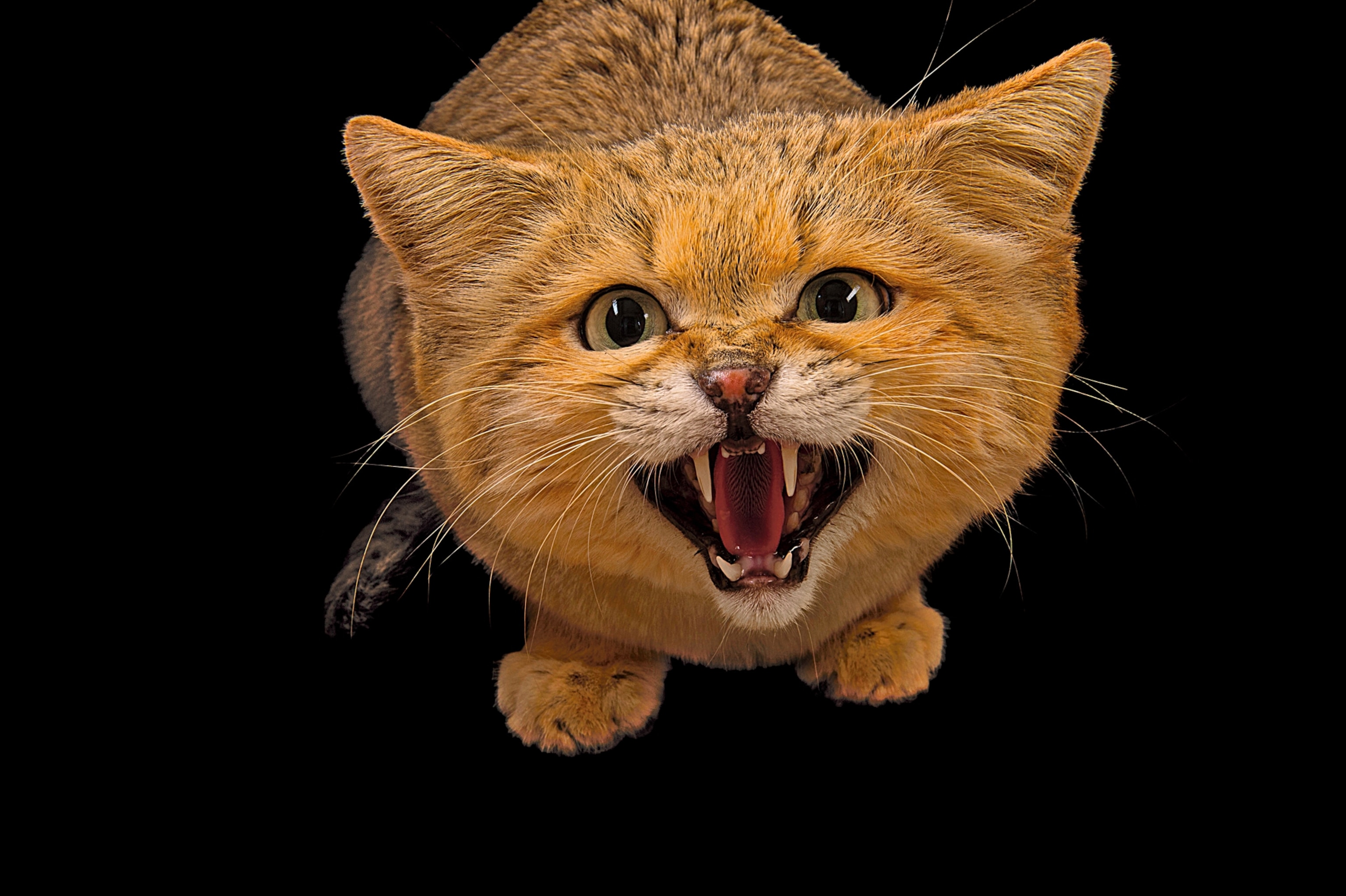 a sand cat