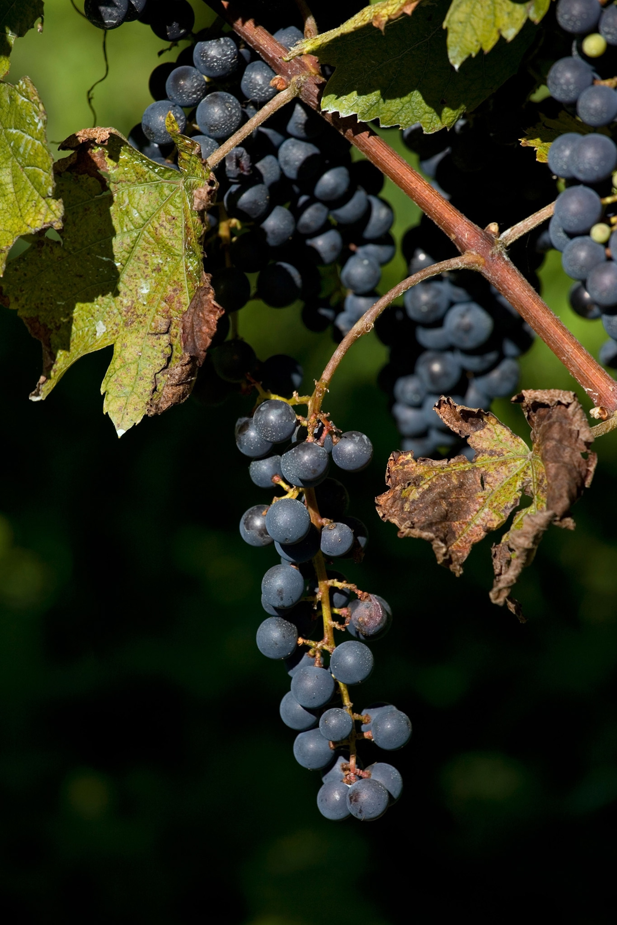 Close up of grapes.