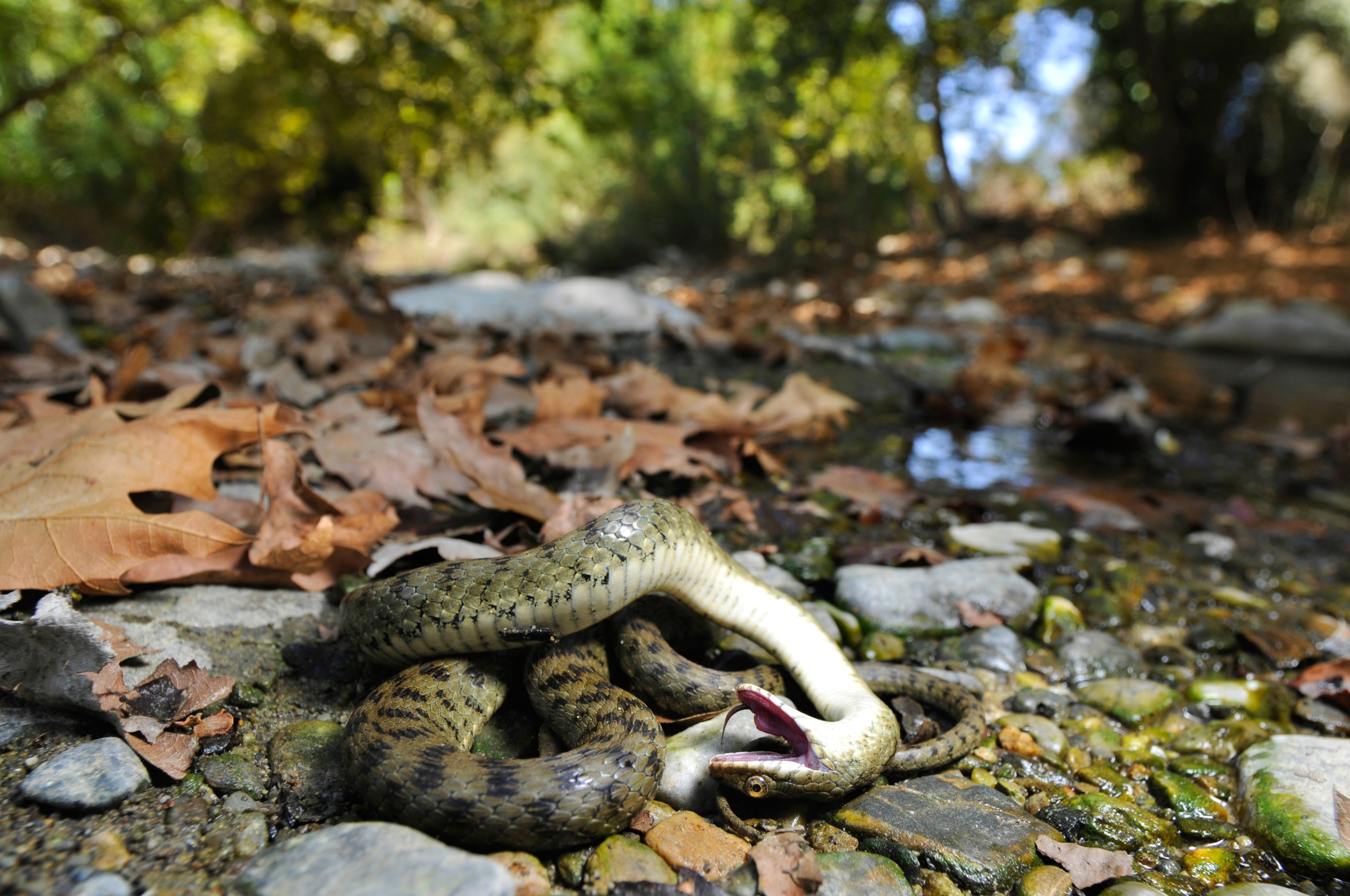 Picture of a snake coiled up on the ground tummy up
