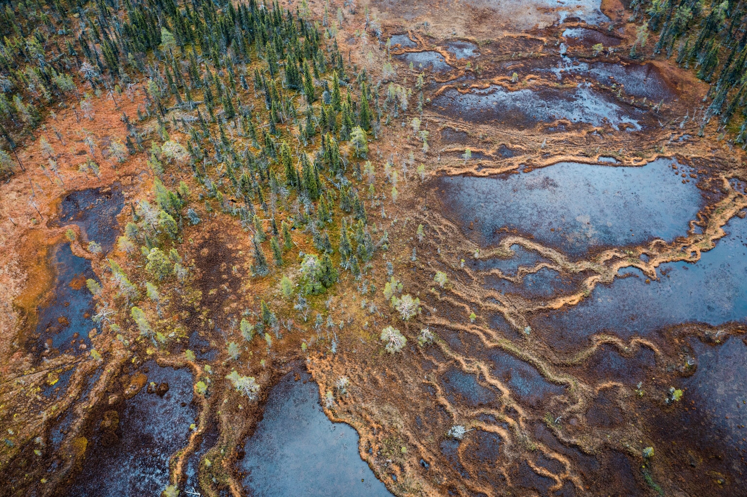 String bogs link small islands of coniferous forests.