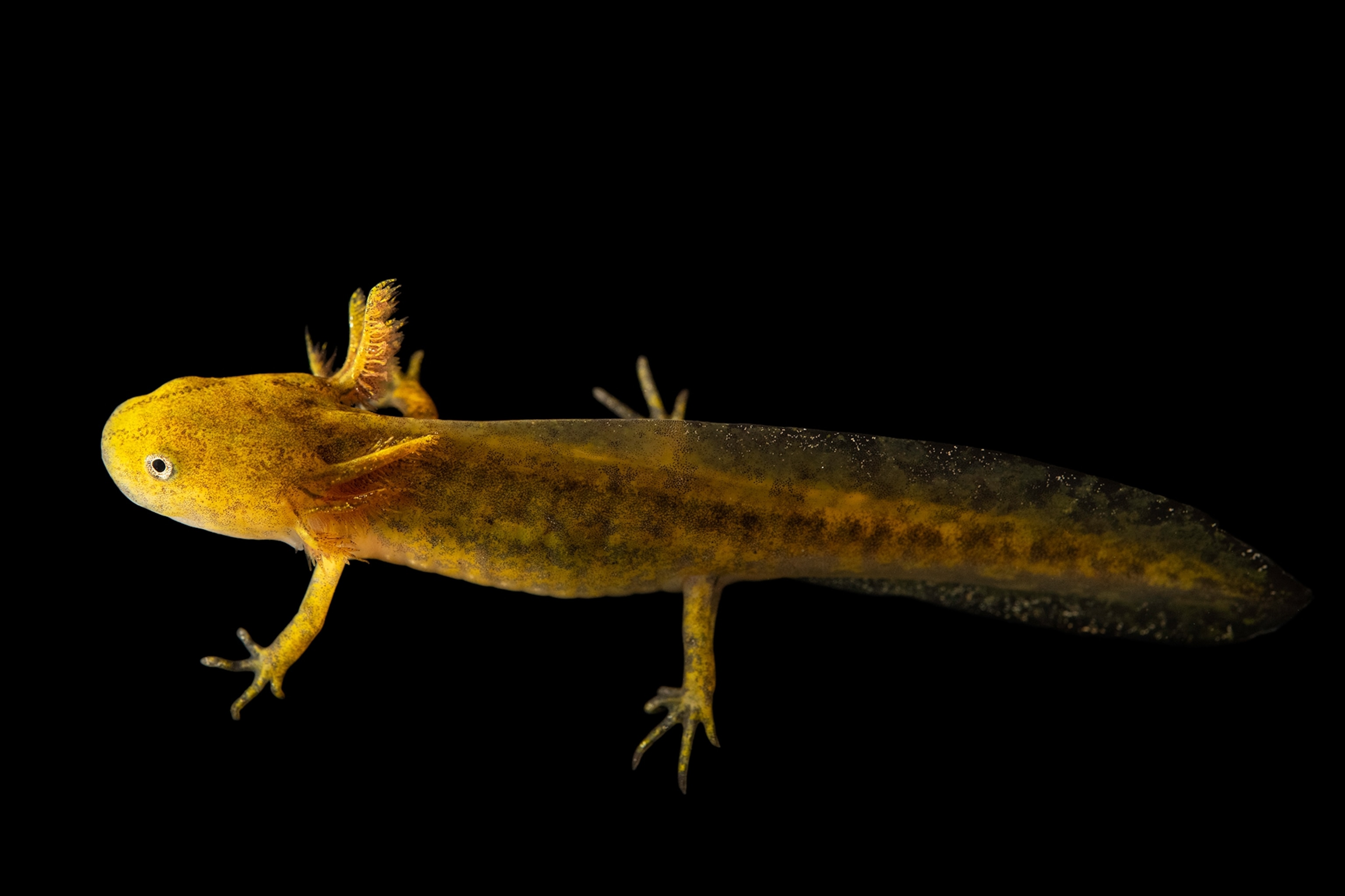 Yellow salamander photographed  on black background