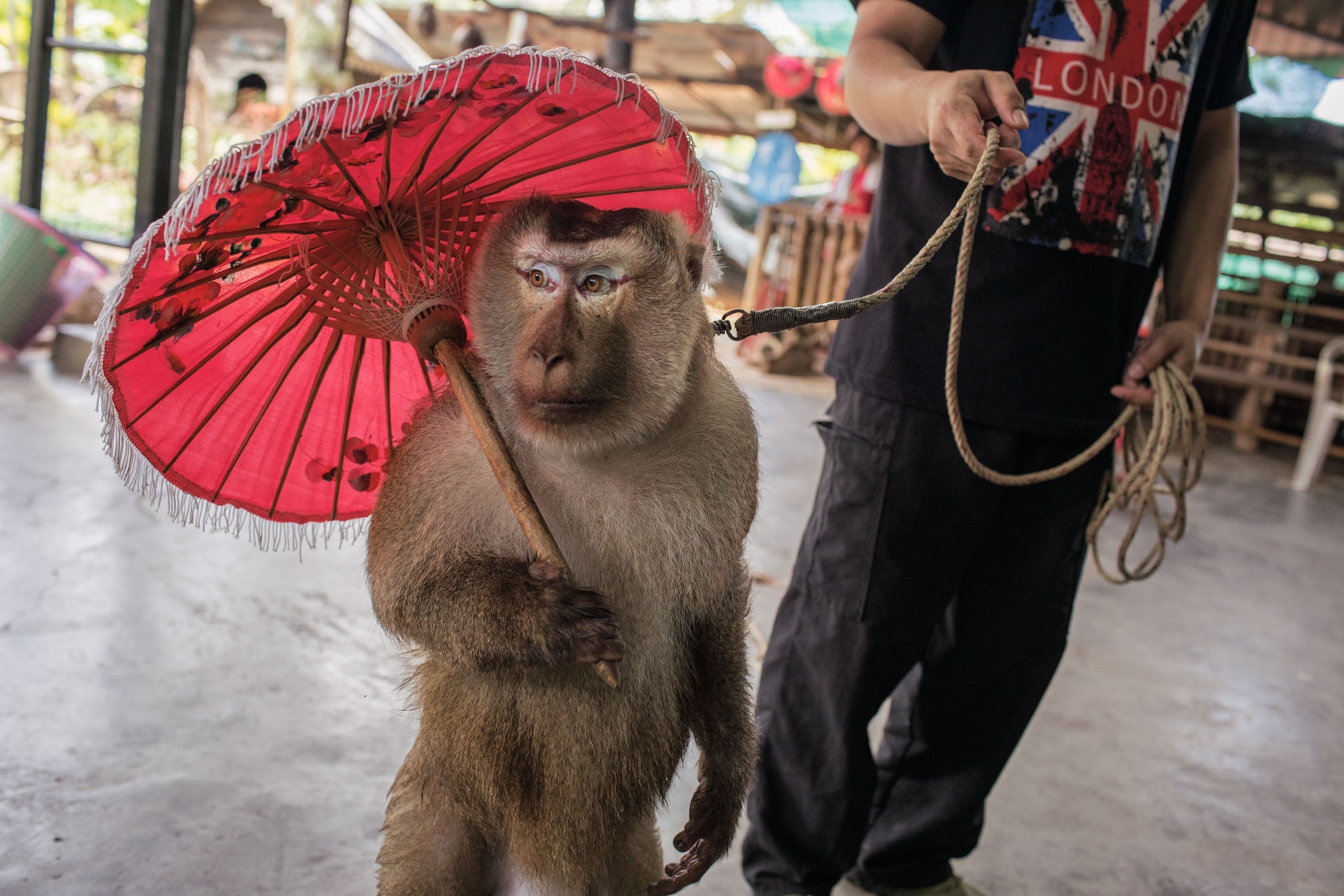 a macaque holding an umbrella for a performance