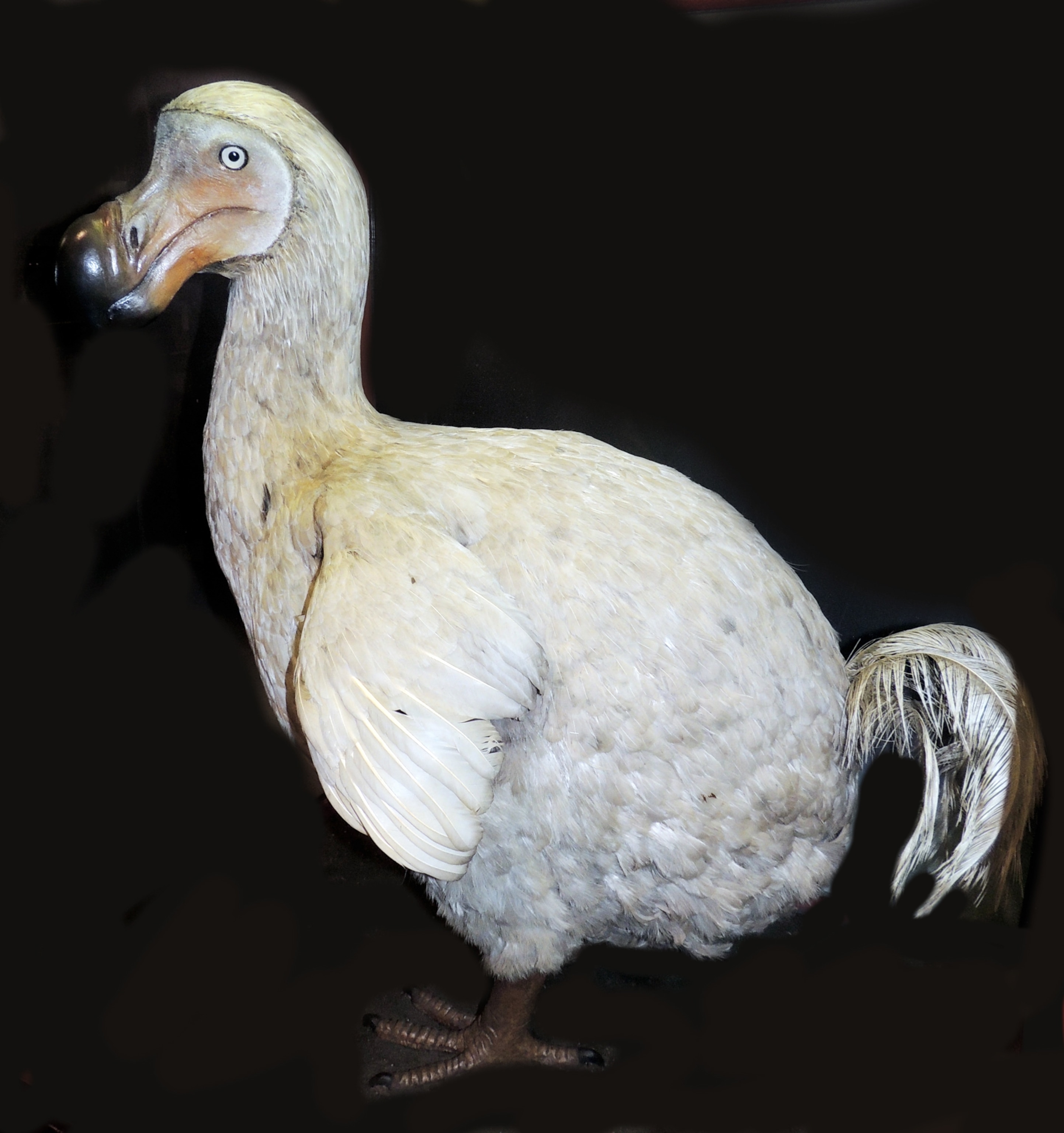 extinct dodo bird