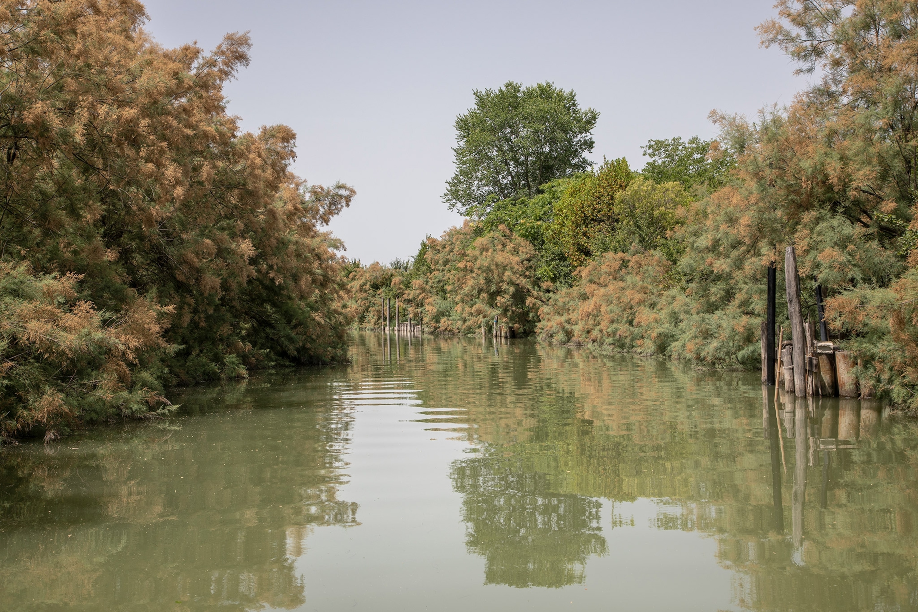 Lagoon landscape near the island of Mazzorbo